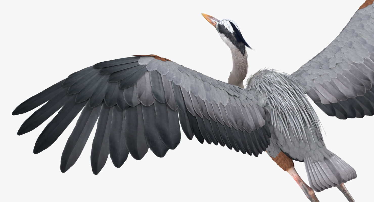 3D Great Blue Heron in Flight