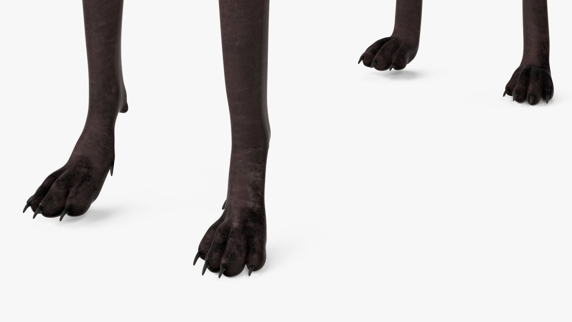 Xoloitzcuintli Rare Breed Mexican Dog with Muzzle 3D model