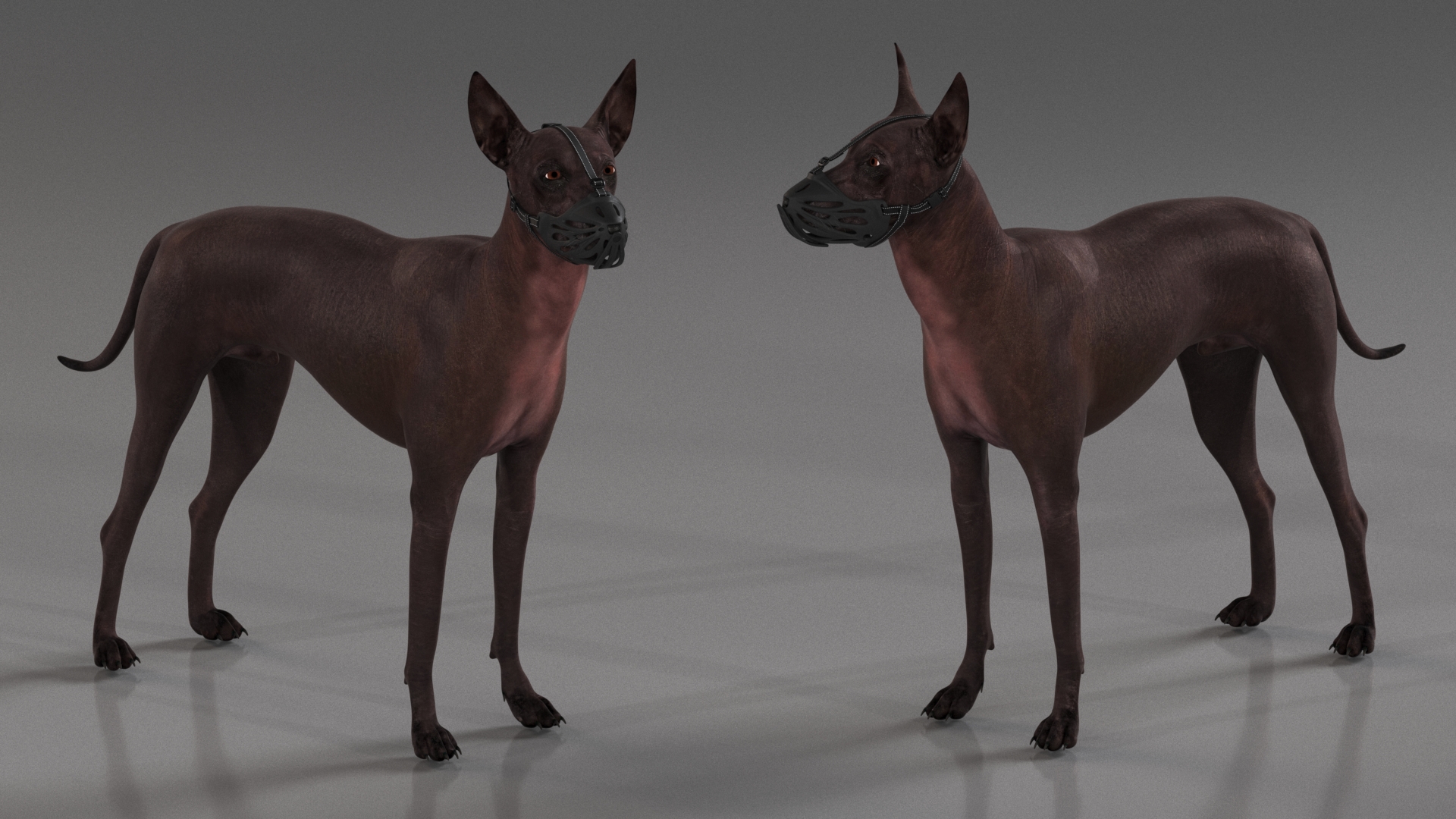 Xoloitzcuintli Rare Breed Mexican Dog with Muzzle 3D model