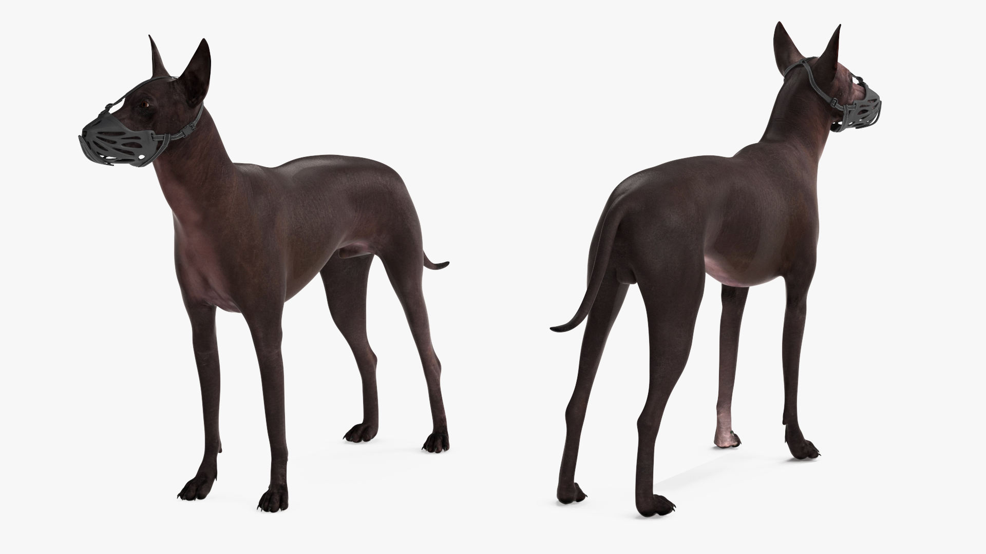 Xoloitzcuintli Rare Breed Mexican Dog with Muzzle 3D model