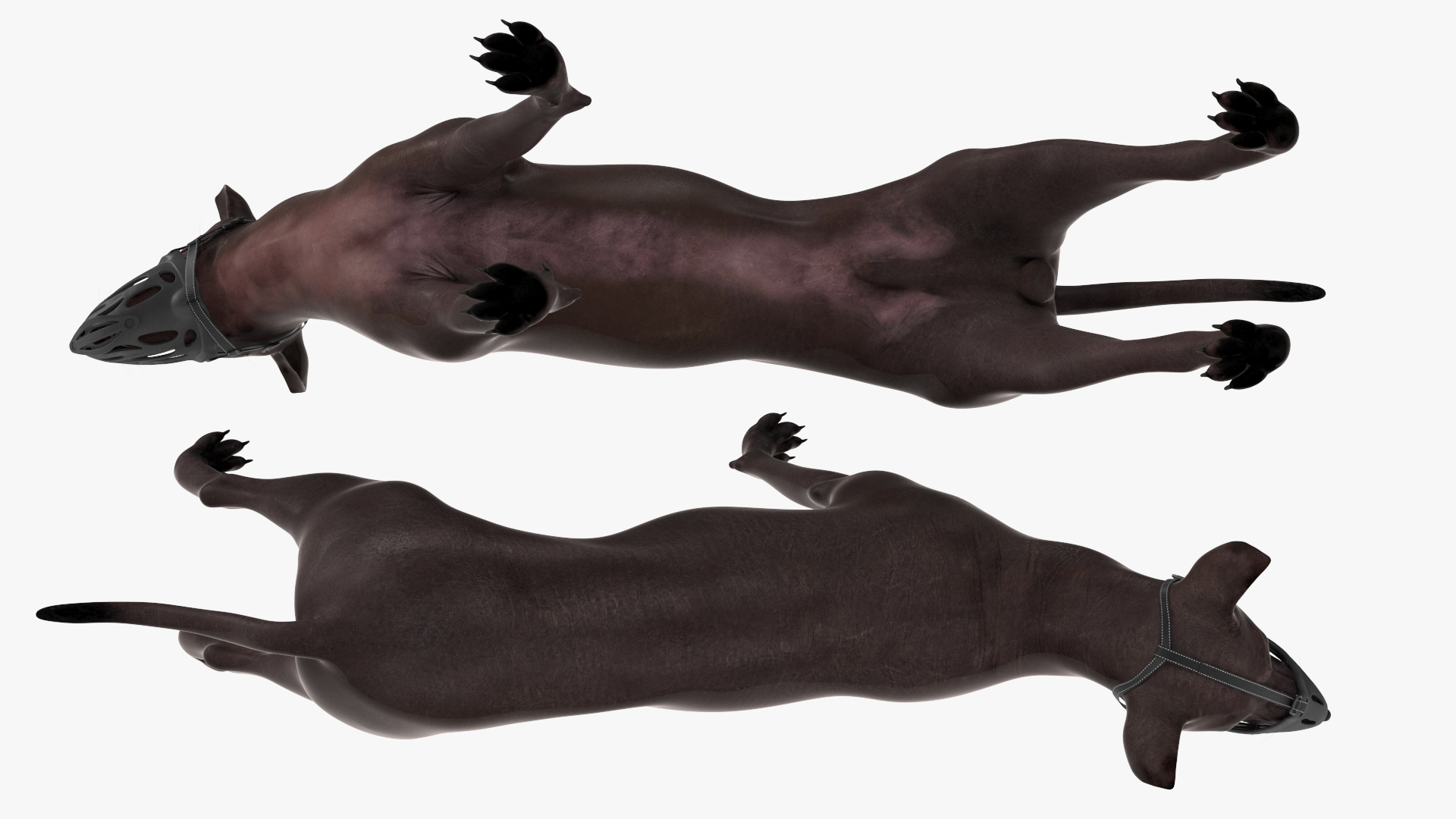 Xoloitzcuintli Rare Breed Mexican Dog with Muzzle 3D model