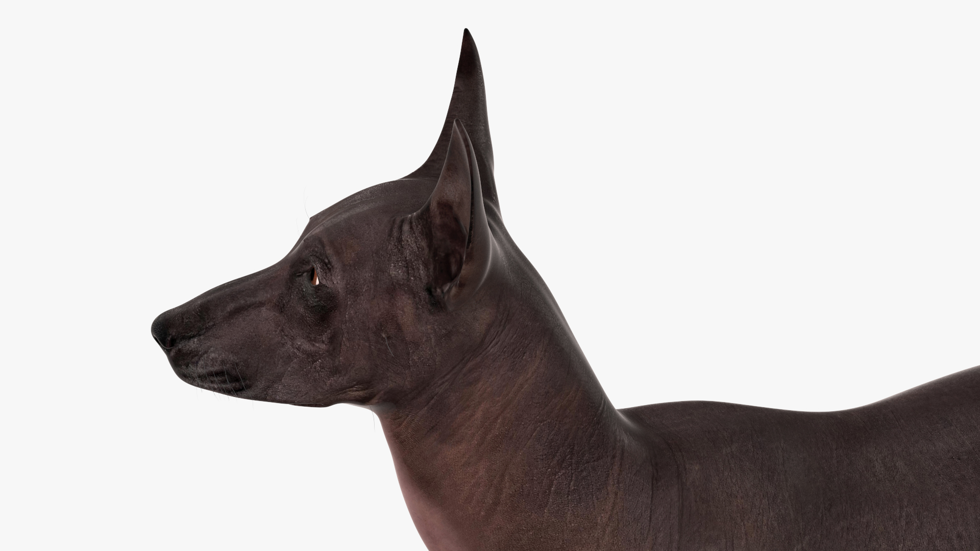 Xoloitzcuintli Rare Breed Mexican Dog with Muzzle 3D model