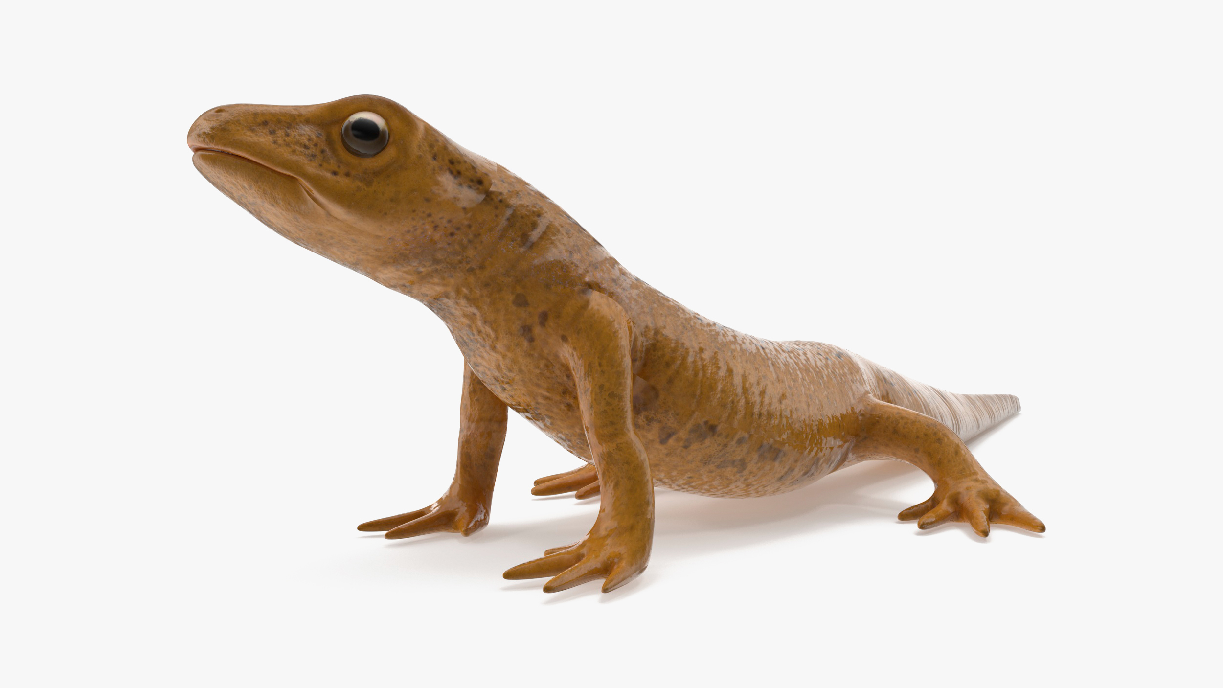 Smooth Newt Rigged for Cinema 4D 3D