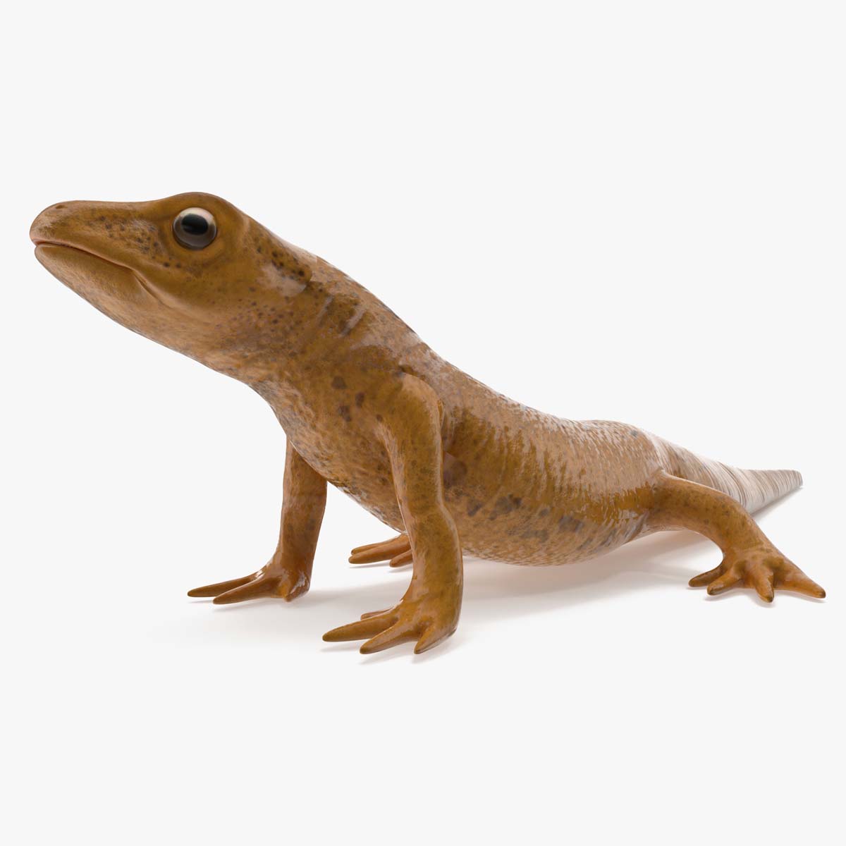 Smooth Newt Rigged for Cinema 4D 3D