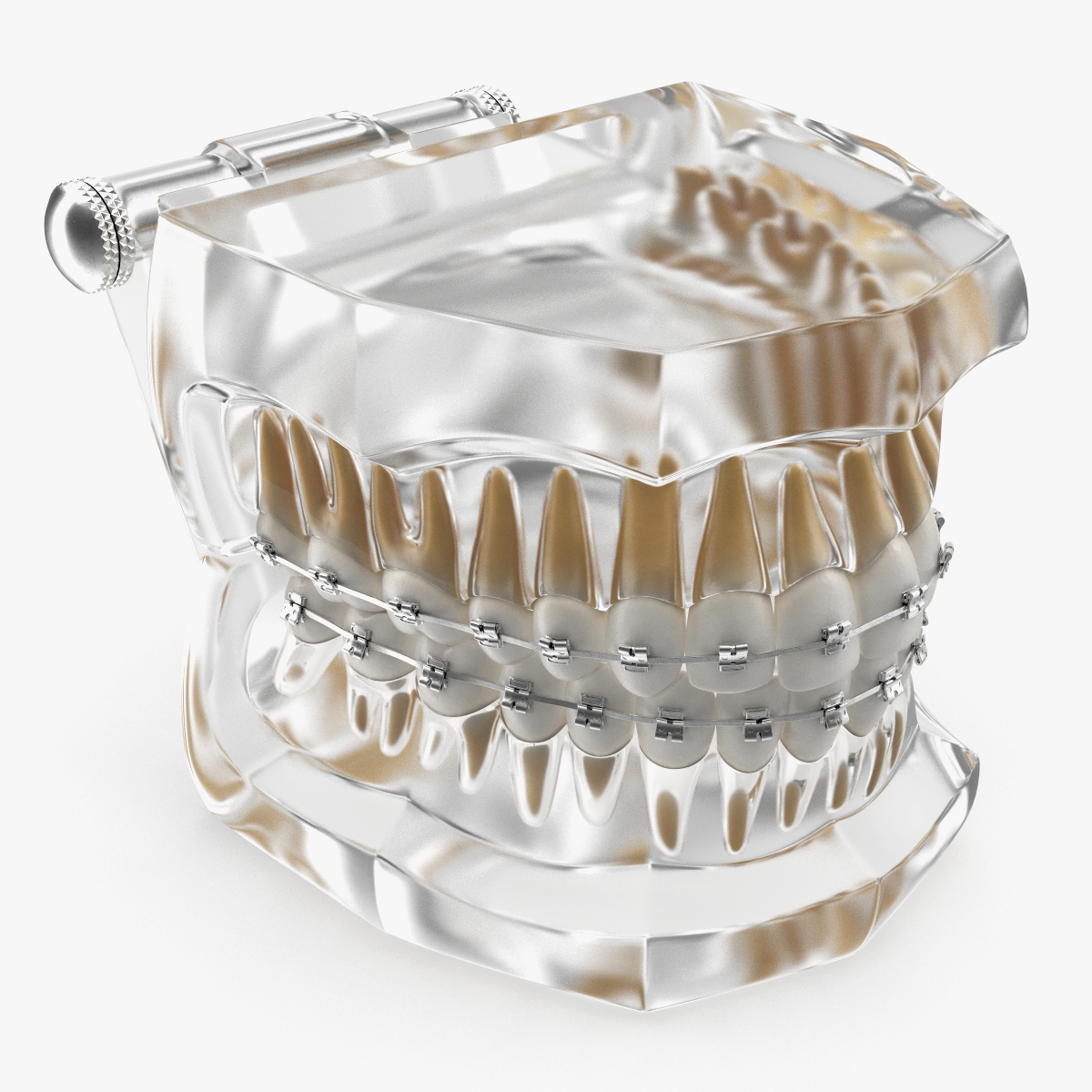 Typodont Teeth Model, view 3