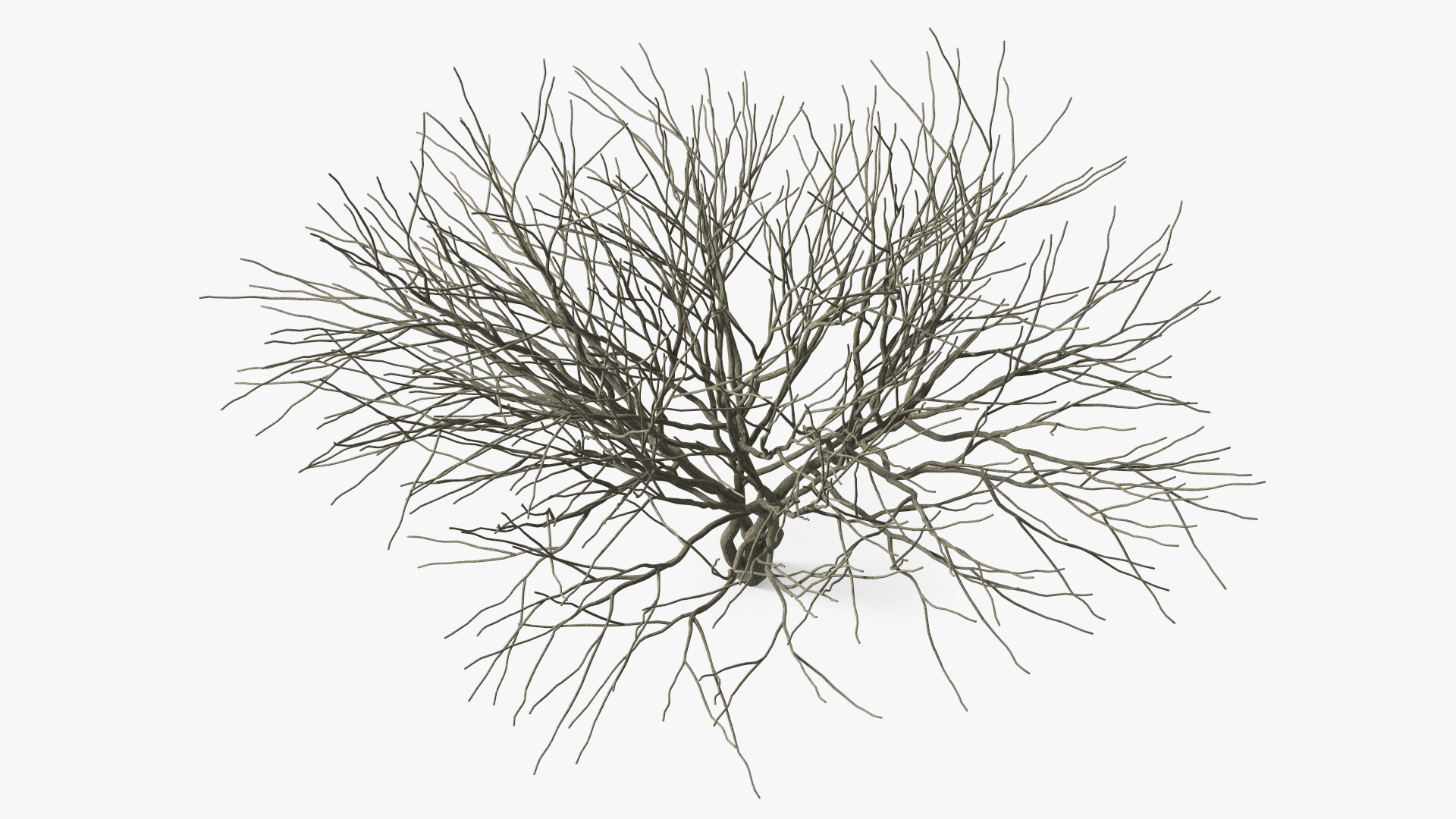 Plum Tree Bark 3D model