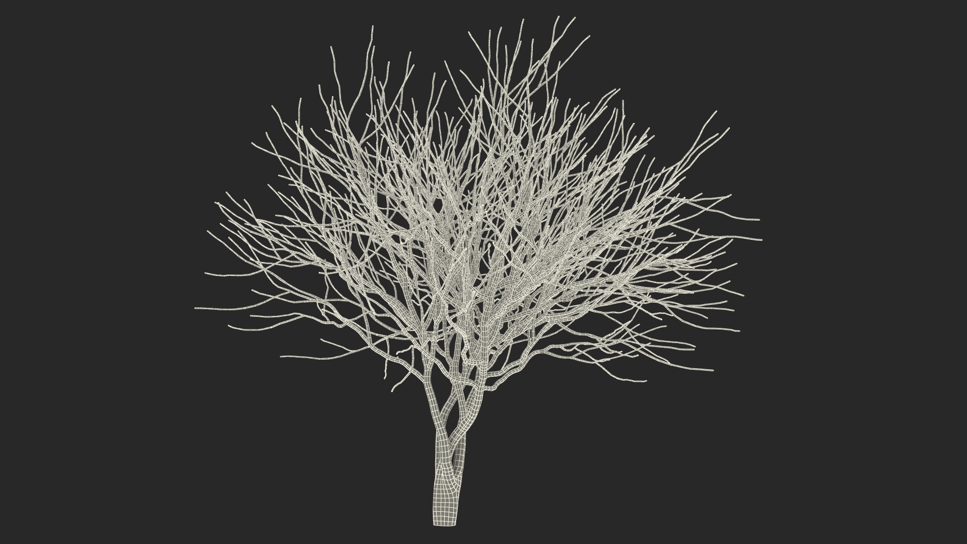 Plum Tree Bark 3D model
