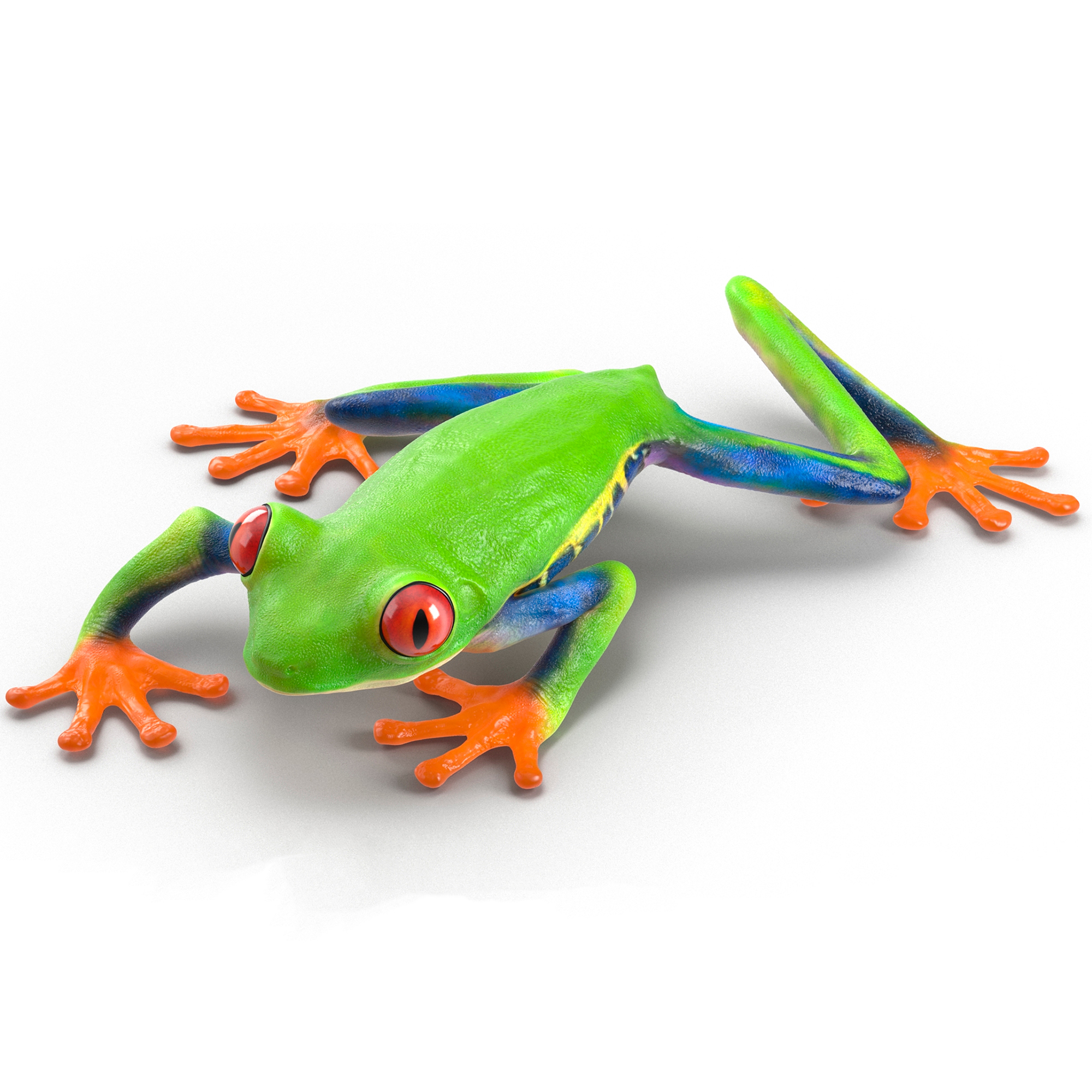Red Eyed Tree Frog Realistic Rigged for Cinema 4D 3D model