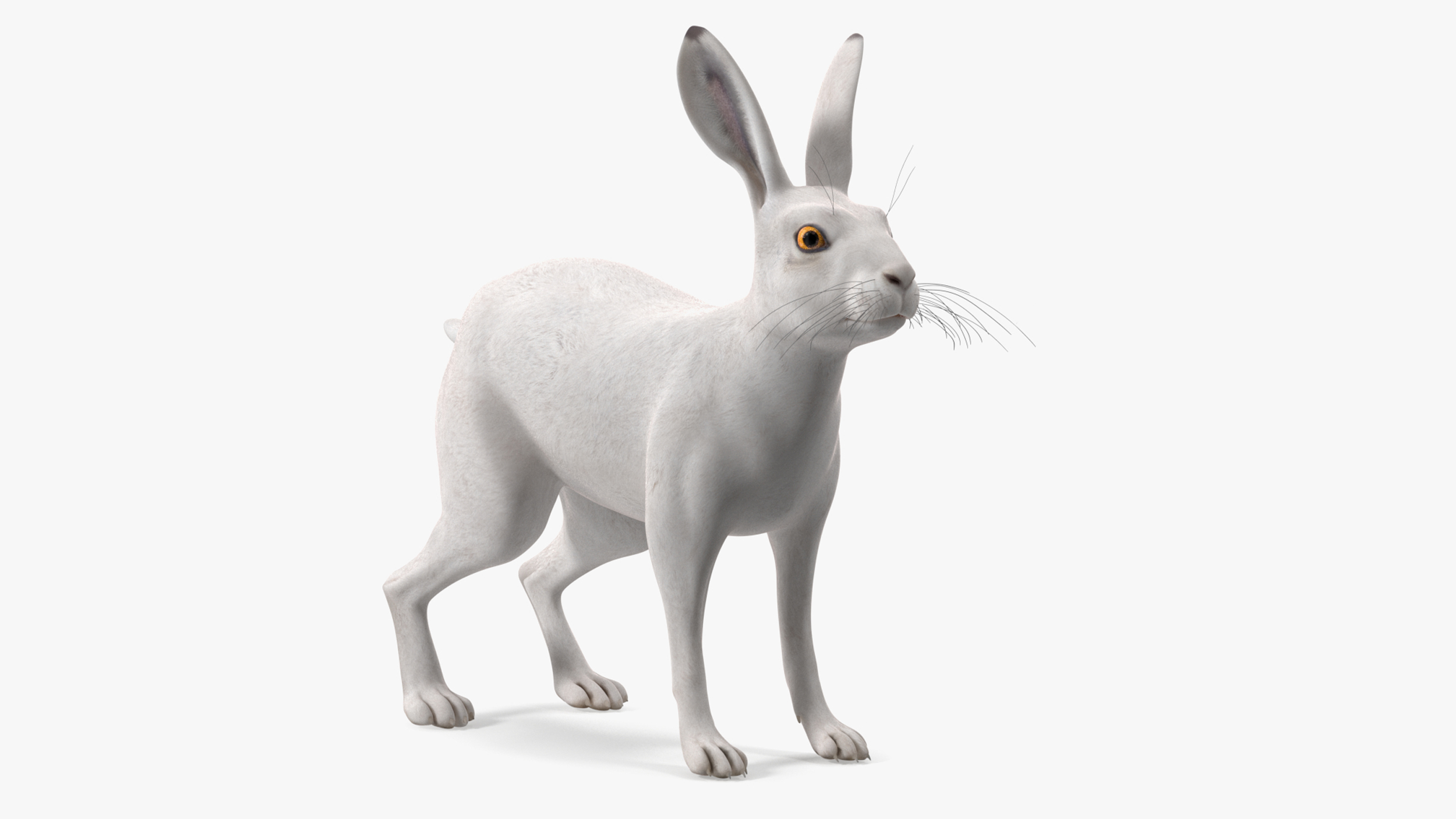 3D Winter Jackrabbit Rigged for Maya model