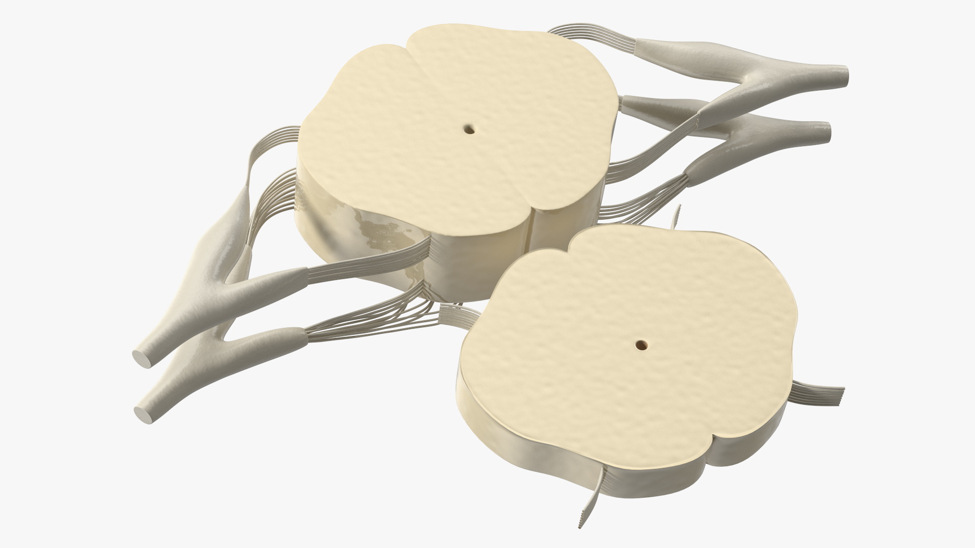 3D model Gross Anatomy of Spinal Nerves