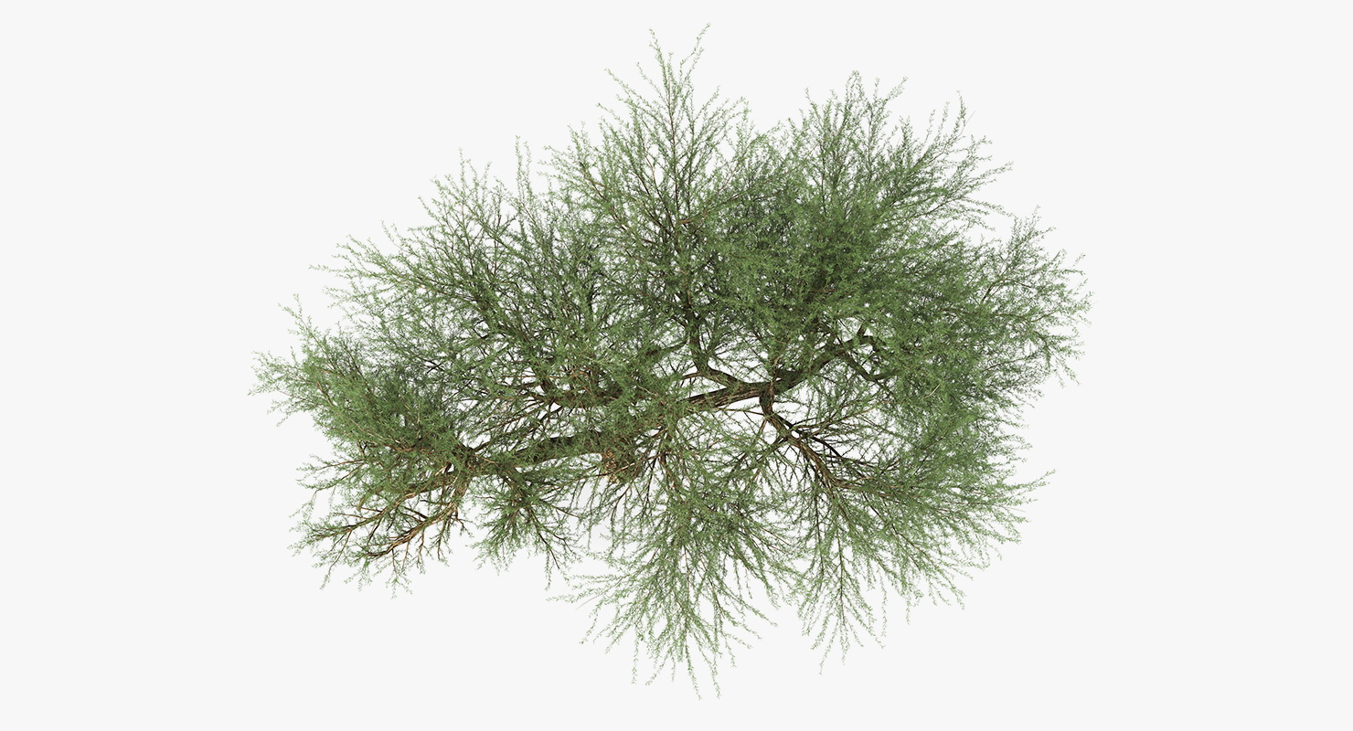 Olea Europaea or Olive Tree 3D