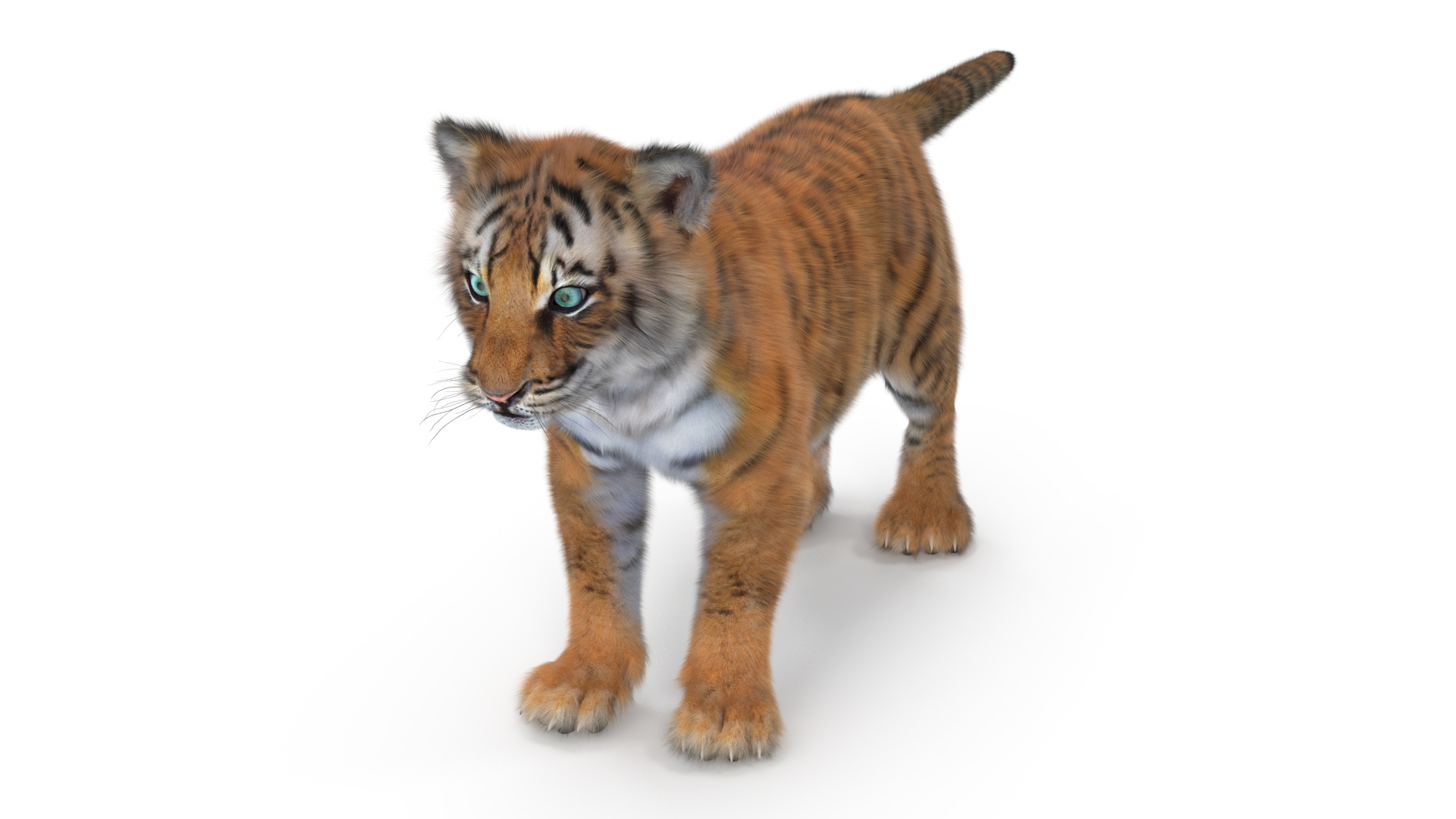 3D Tiger Cub Fur model