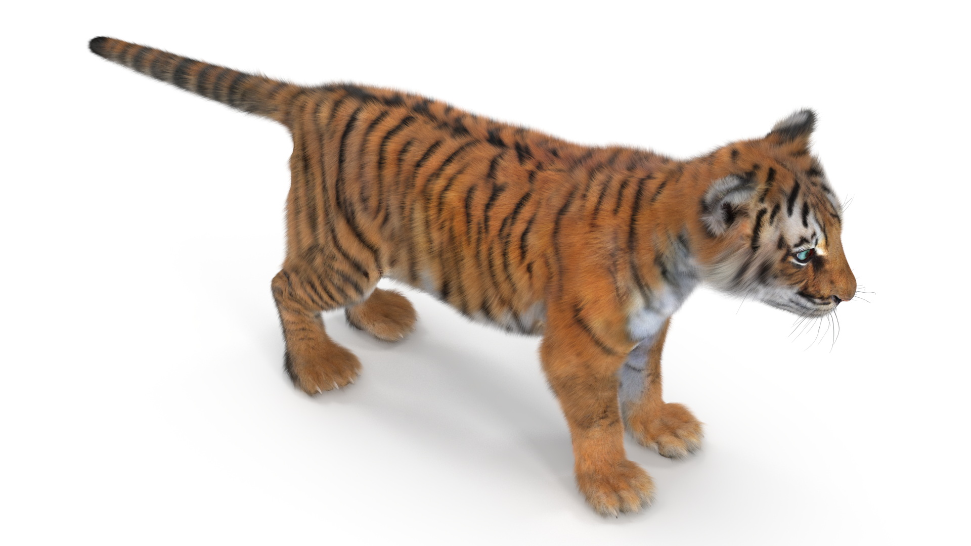 3D Tiger Cub Fur model