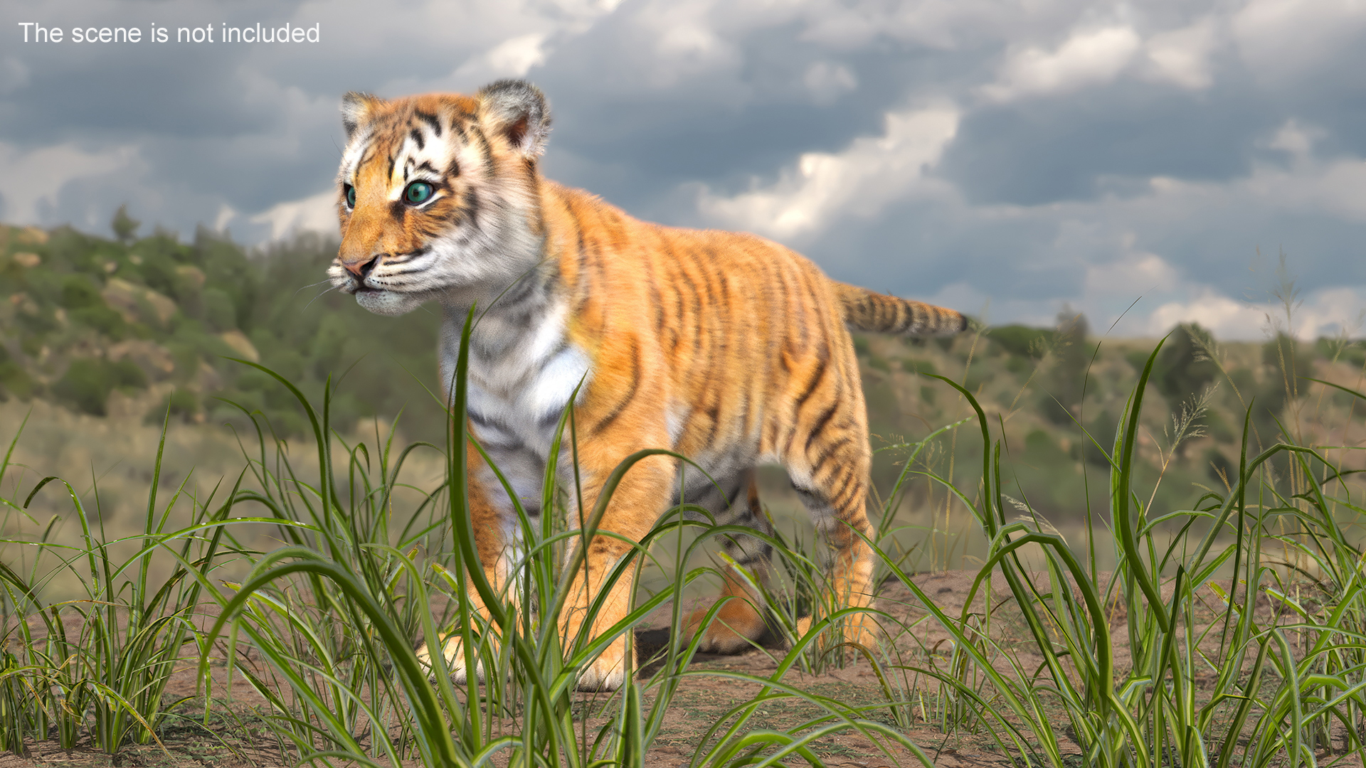 3D Tiger Cub Fur model