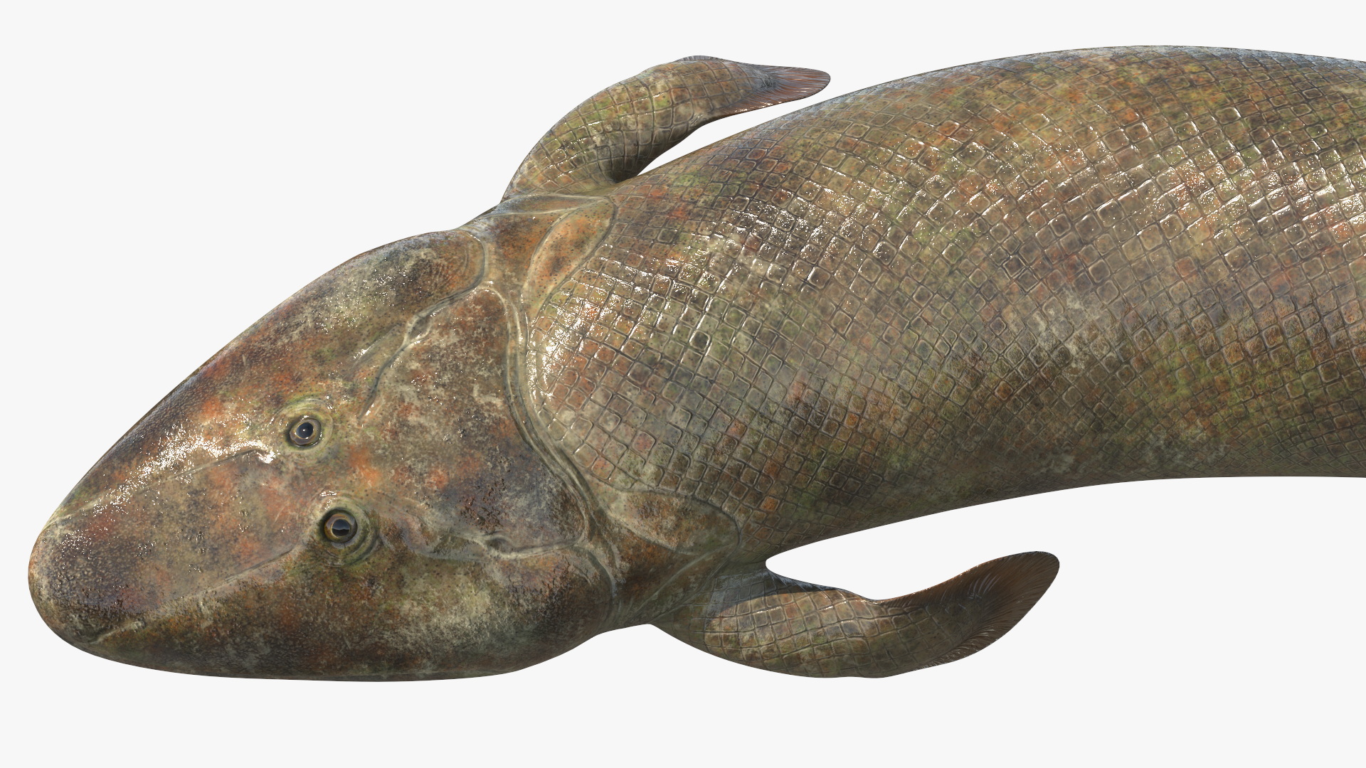 3D model Tiktaalik Rigged for Cinema 4D