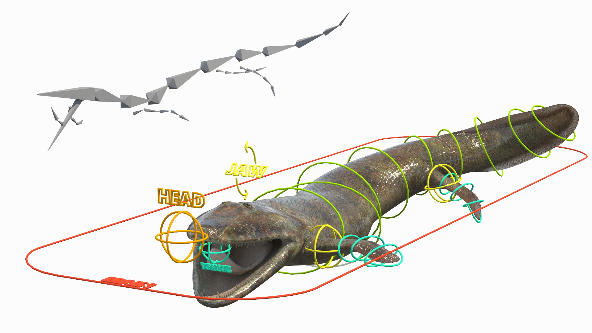 3D model Tiktaalik Rigged for Cinema 4D