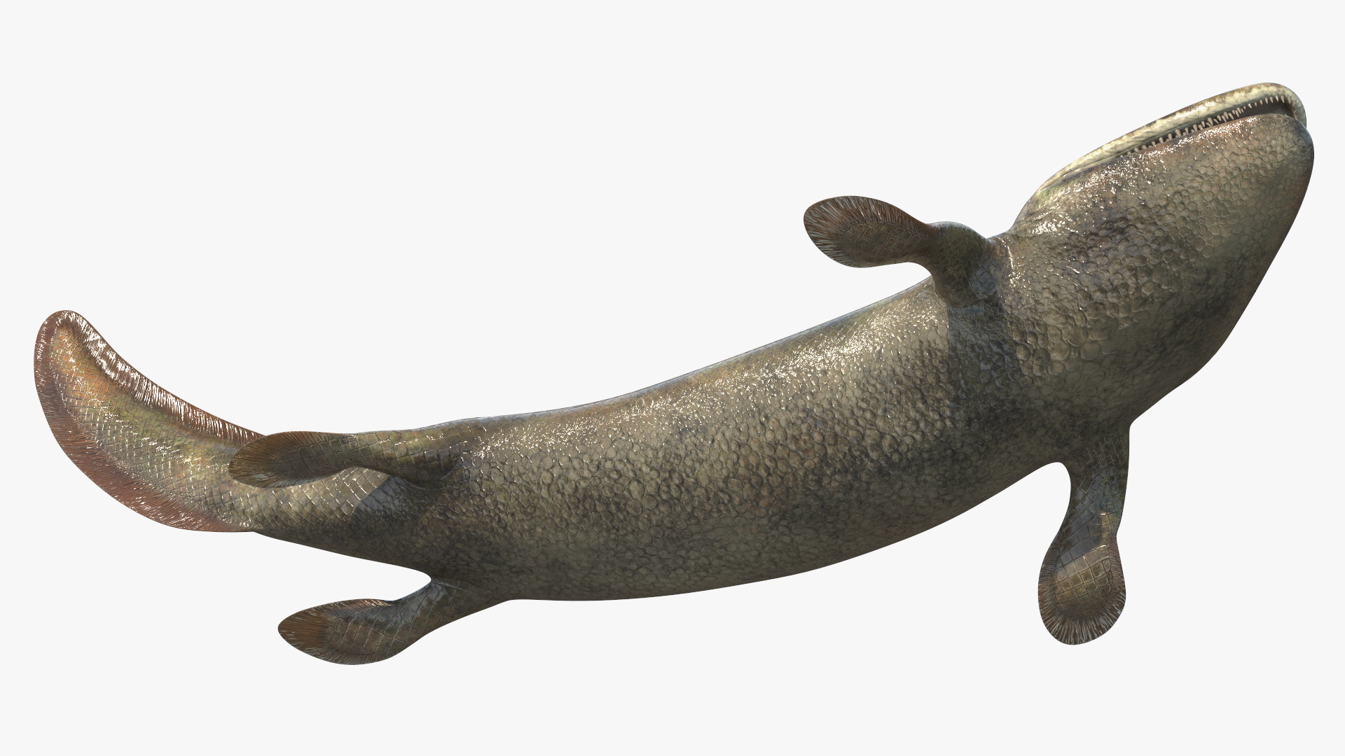 3D model Tiktaalik Rigged for Cinema 4D