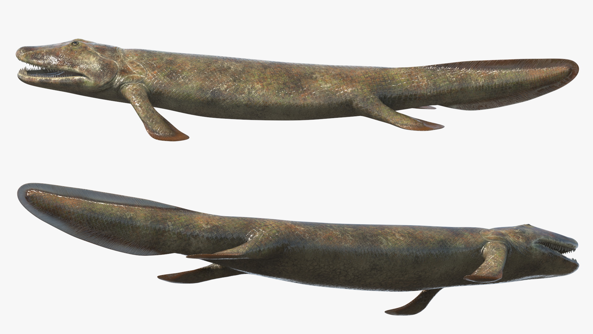 3D model Tiktaalik Rigged for Cinema 4D