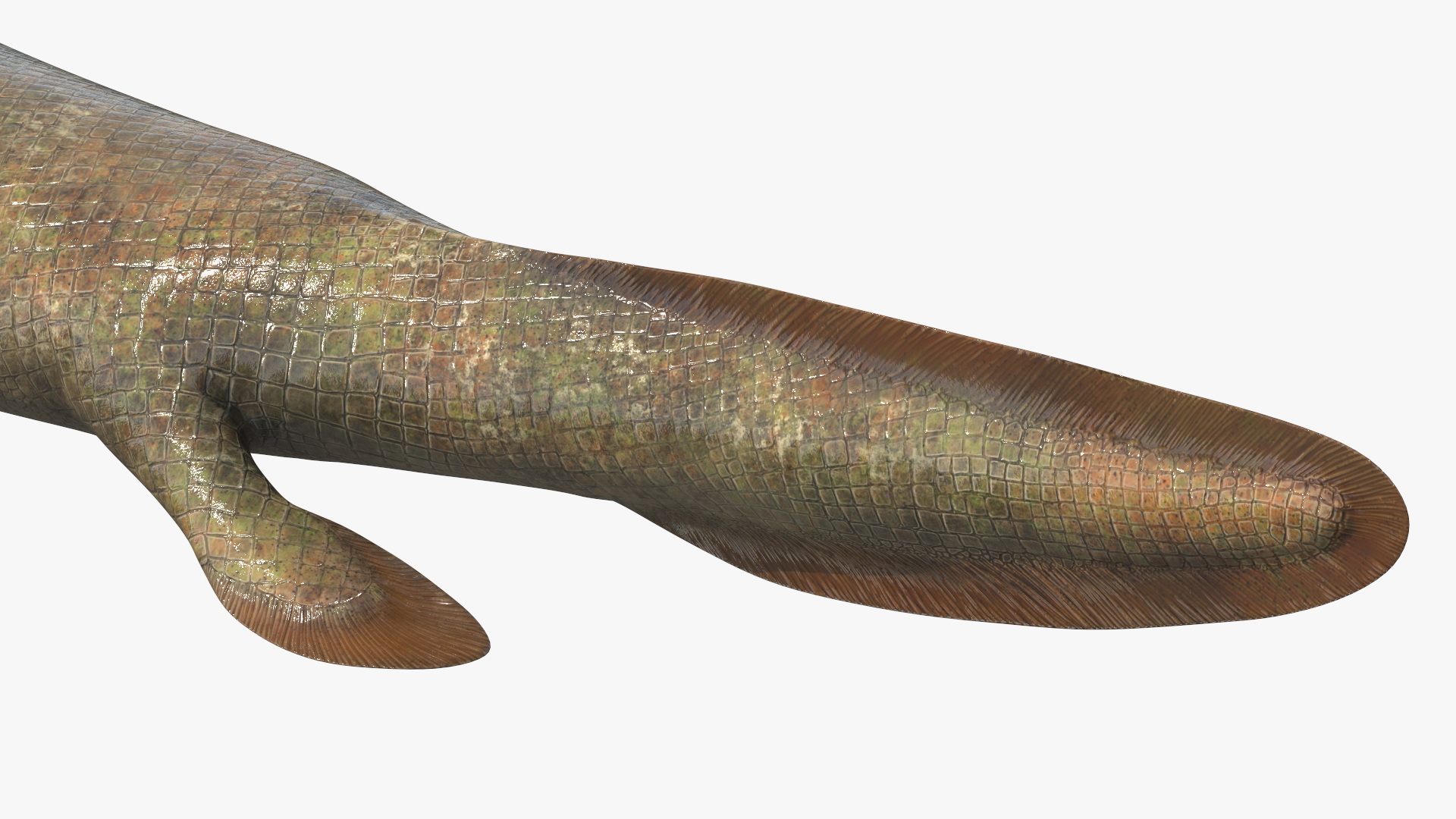 3D model Tiktaalik Rigged for Cinema 4D