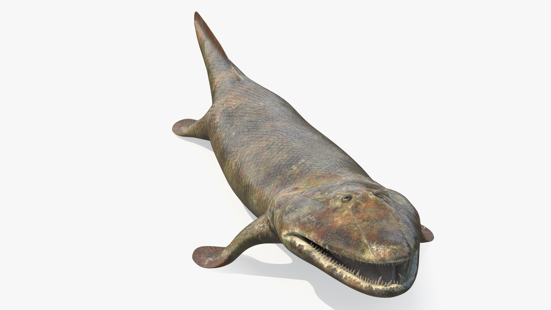 3D model Tiktaalik Rigged for Cinema 4D