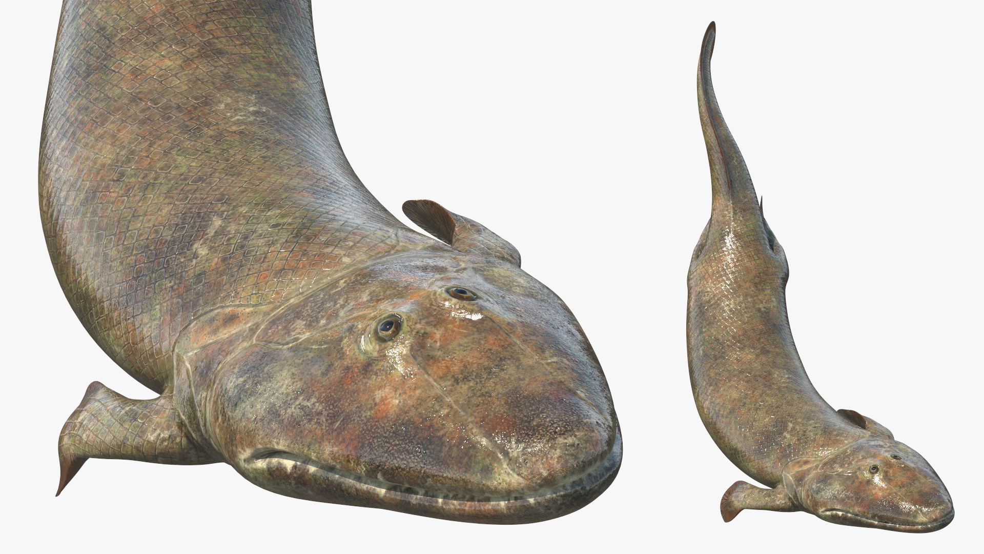 3D model Tiktaalik Rigged for Cinema 4D