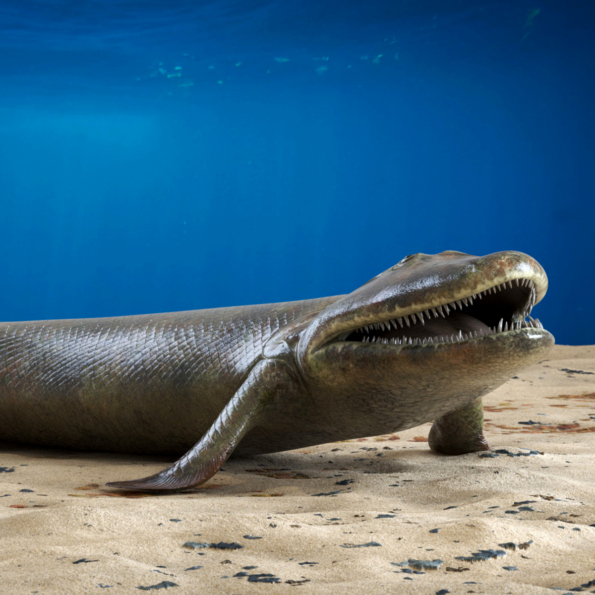 3D model Tiktaalik Rigged for Cinema 4D
