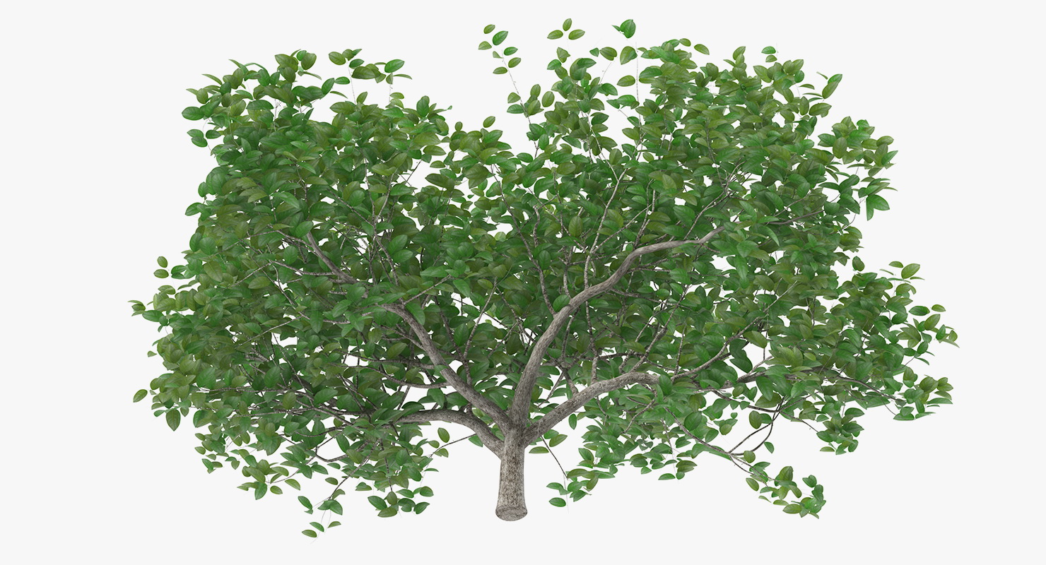 3D model Small Evergreen Tree