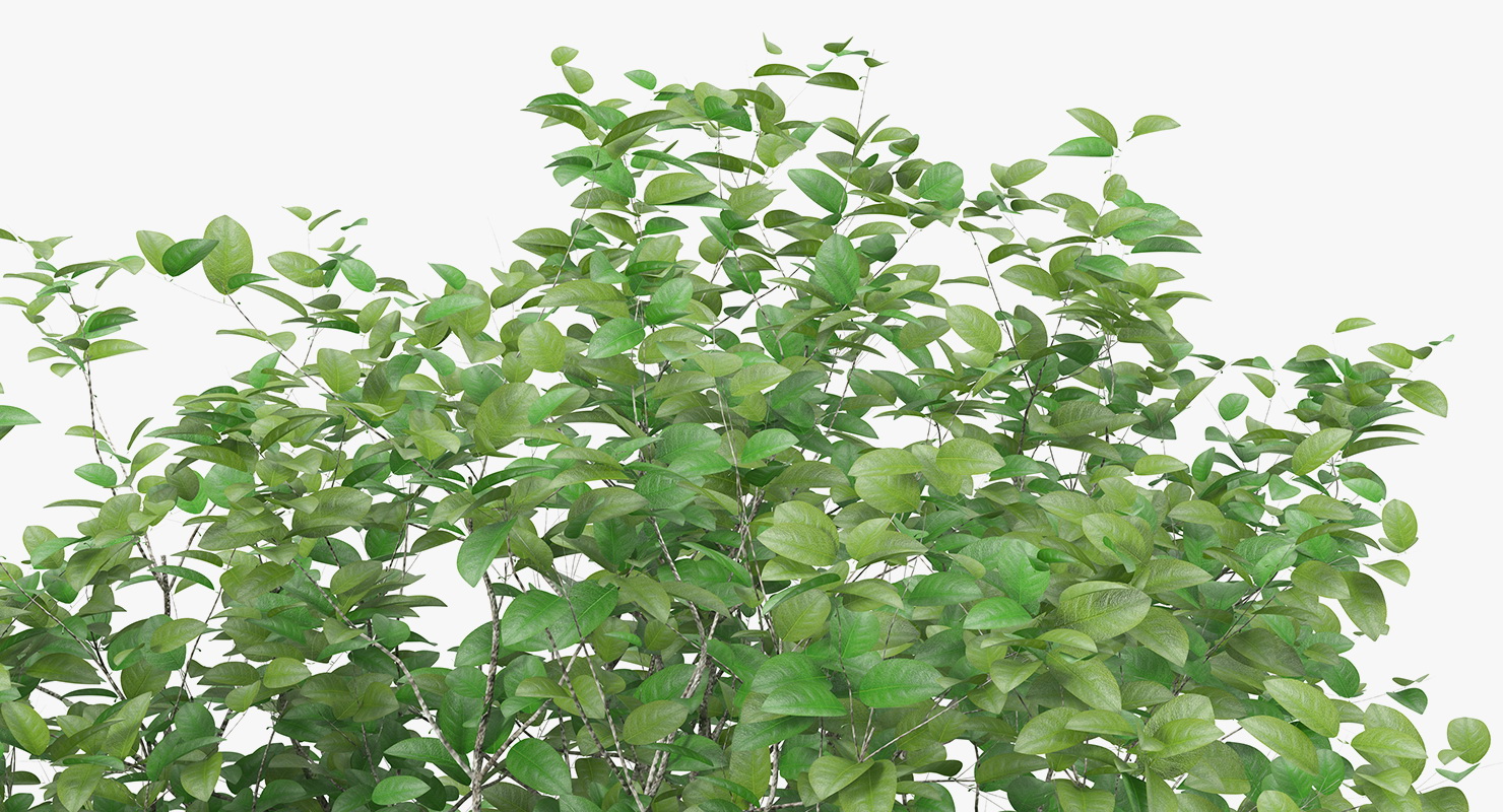 3D model Small Evergreen Tree