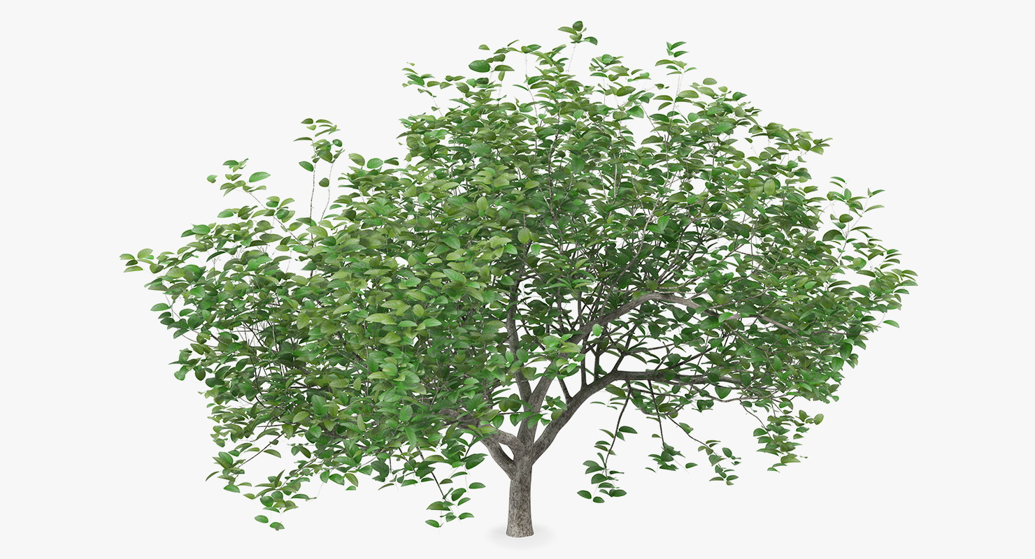 3D model Small Evergreen Tree