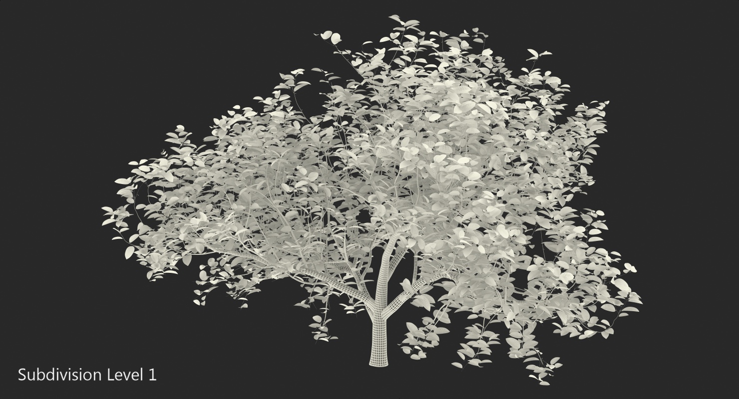 3D model Small Evergreen Tree