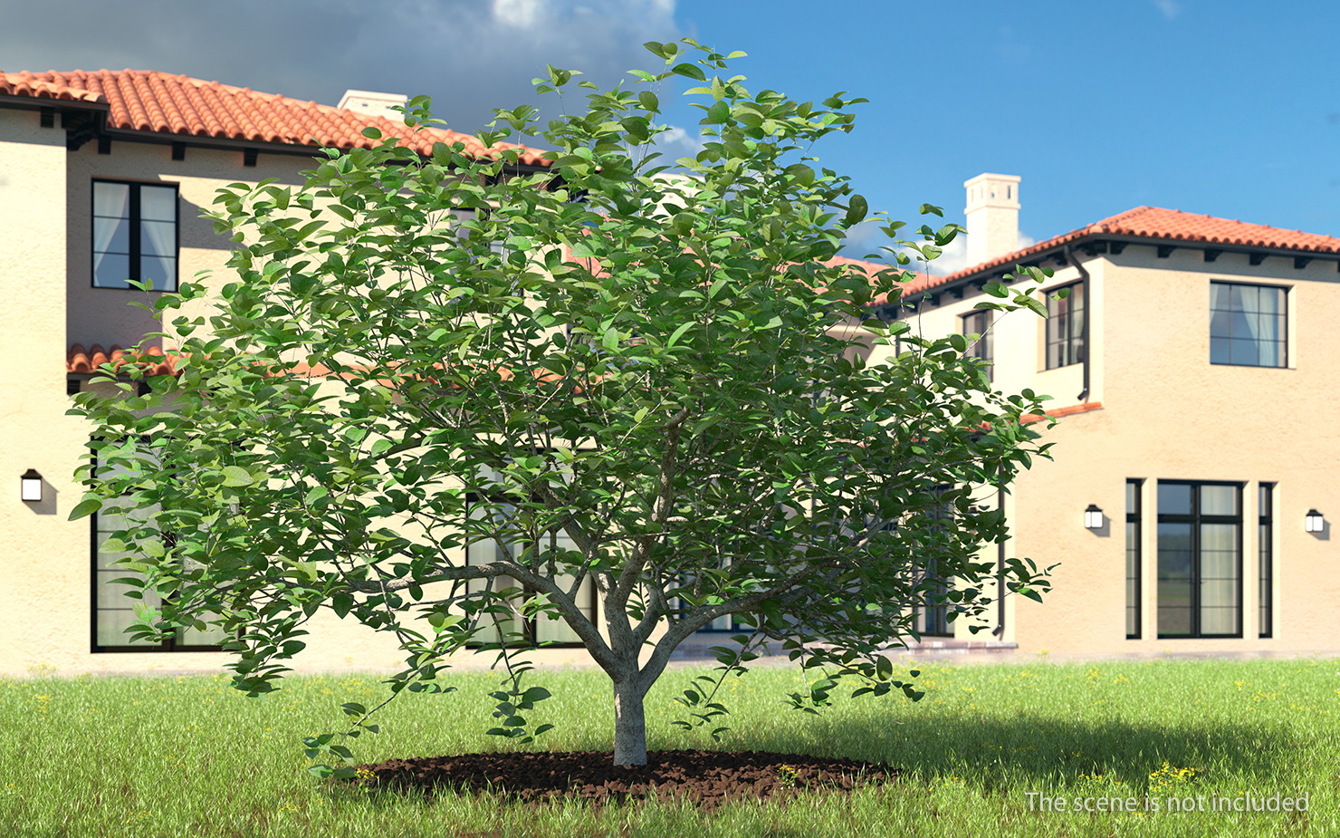 3D model Small Evergreen Tree