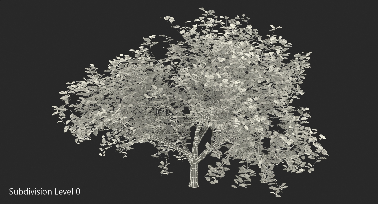 3D model Small Evergreen Tree