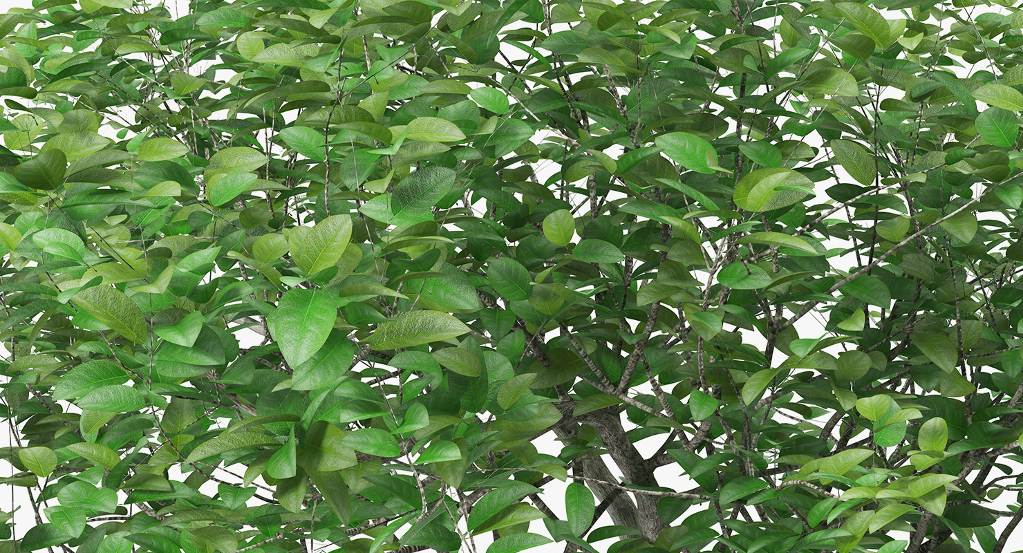 3D model Small Evergreen Tree