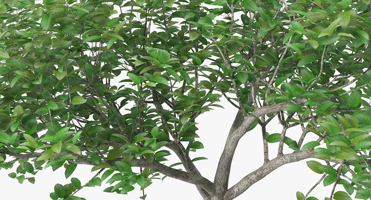 3D model Small Evergreen Tree