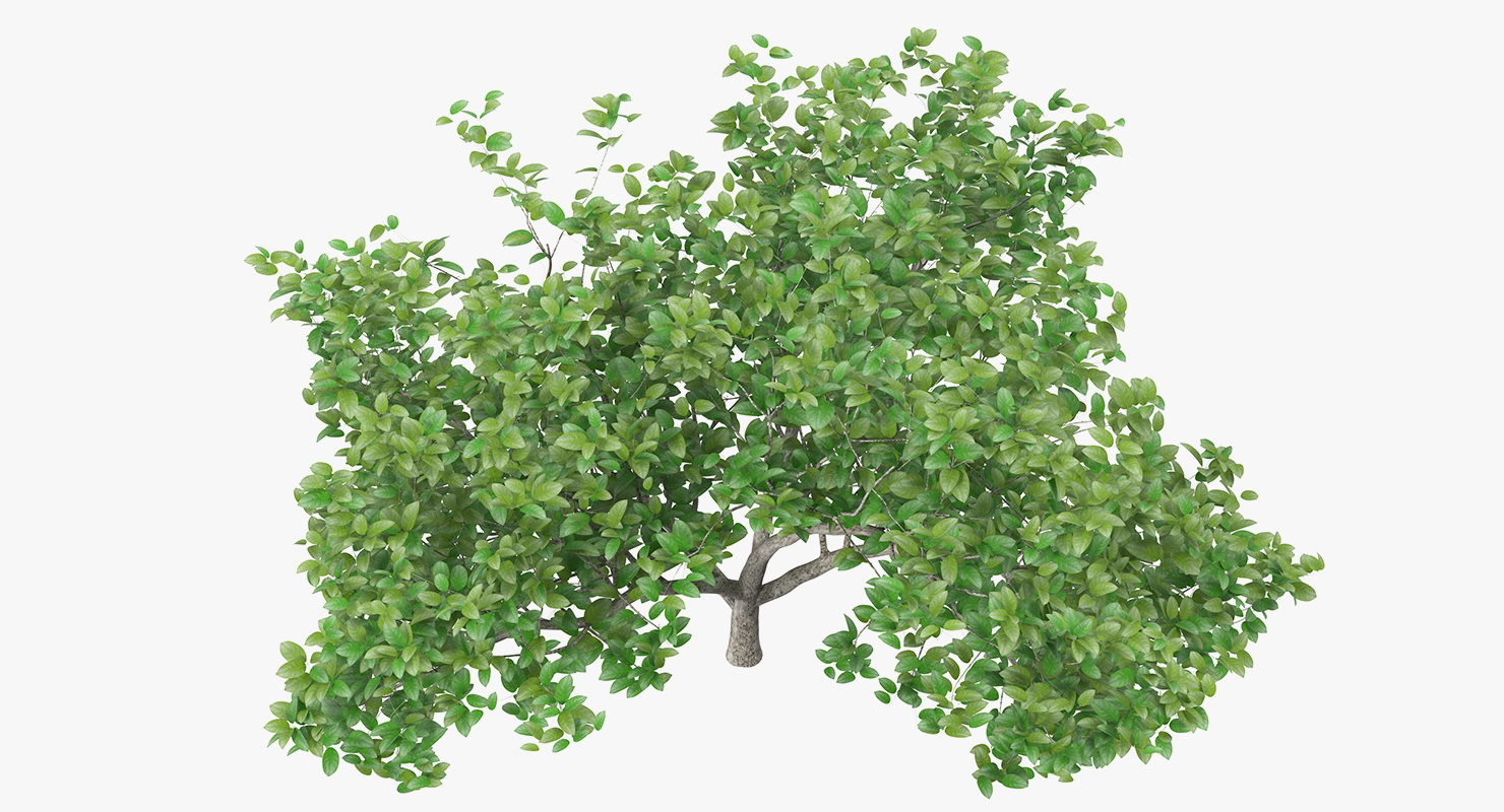 3D model Small Evergreen Tree
