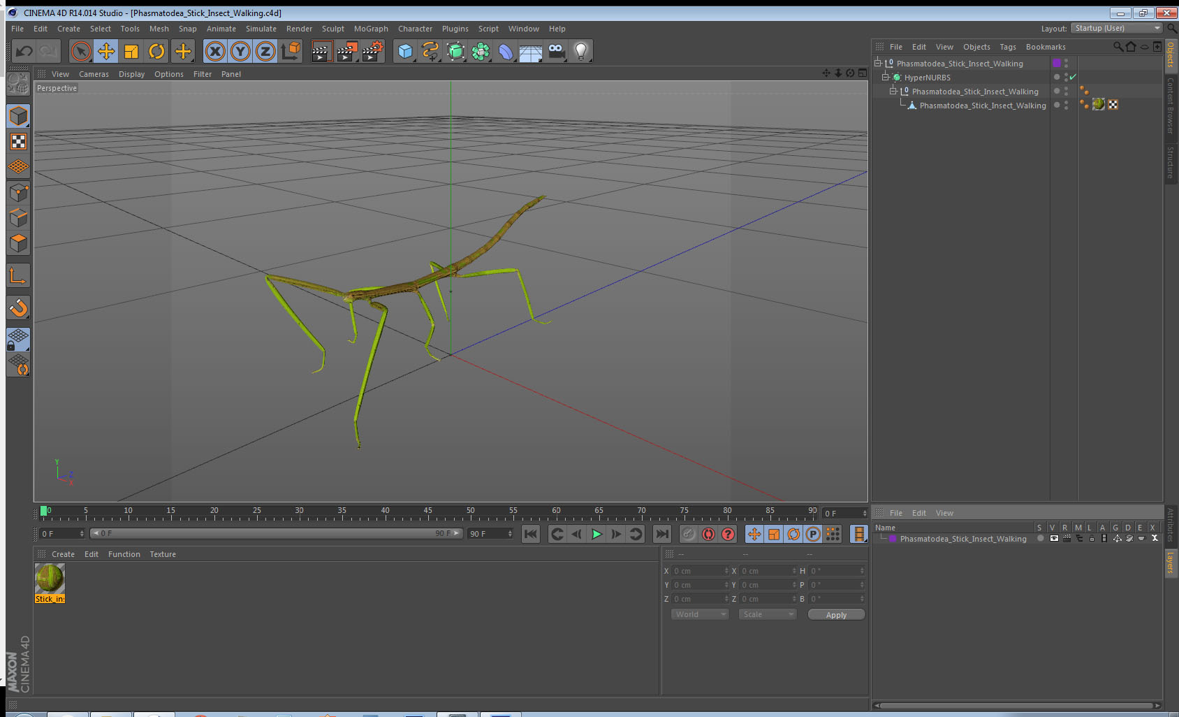 Phasmatodea Stick Insect Walking 3D