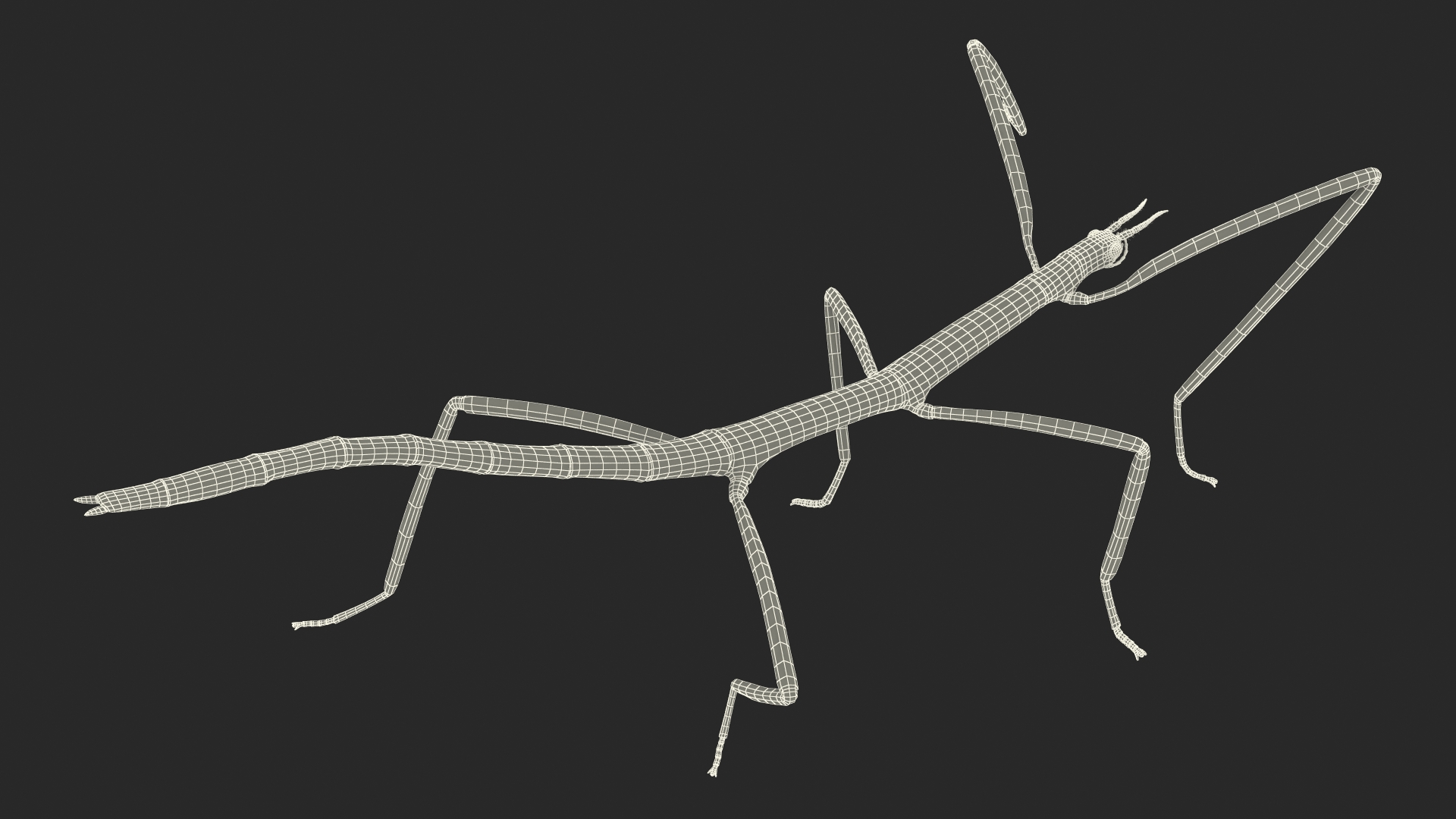 Phasmatodea Stick Insect Walking 3D