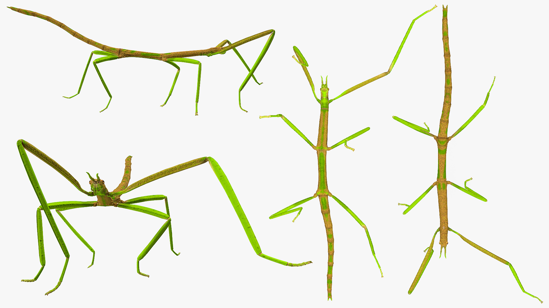 Phasmatodea Stick Insect Walking 3D