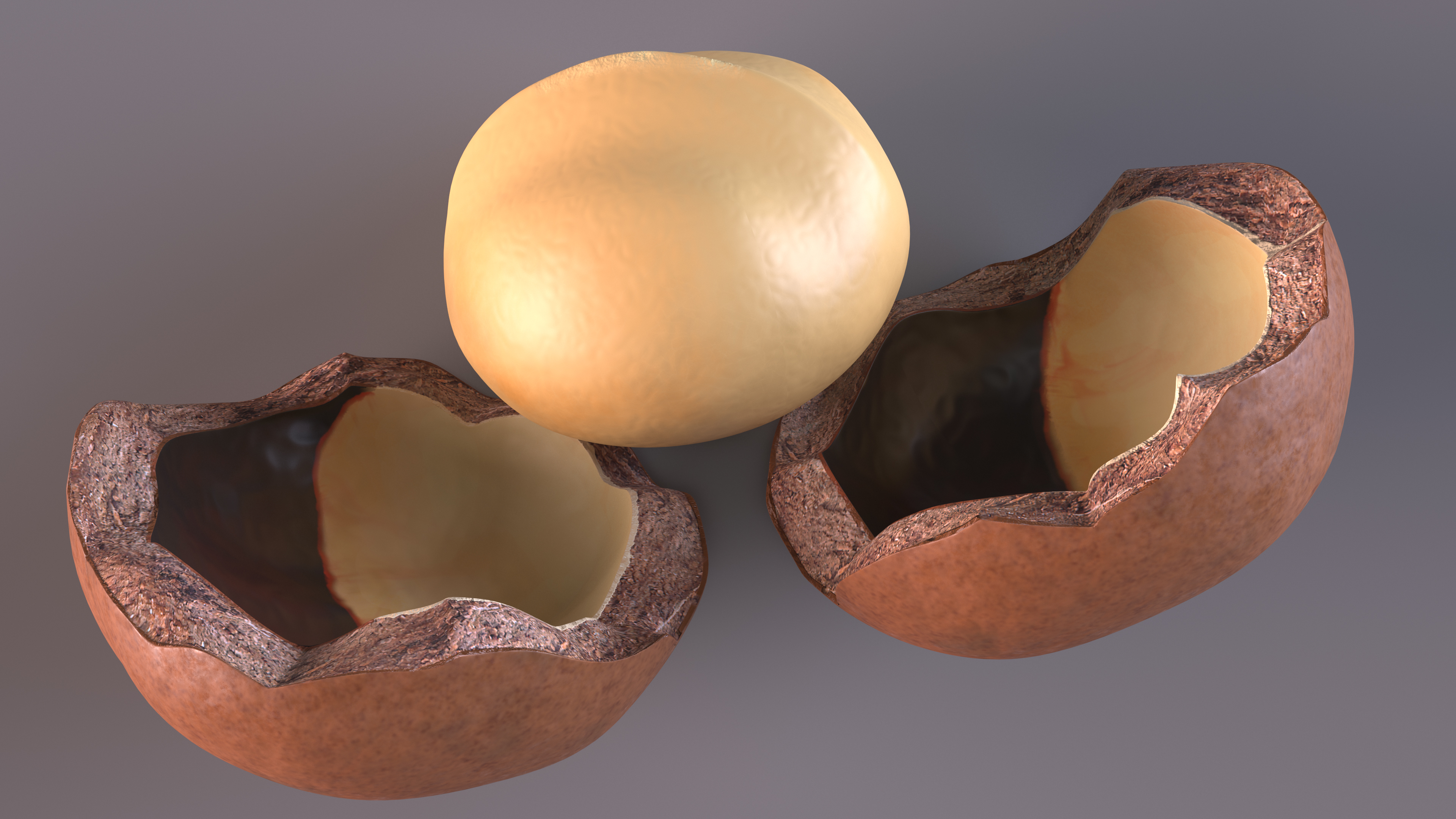 Split Macadamia Nut 3D model