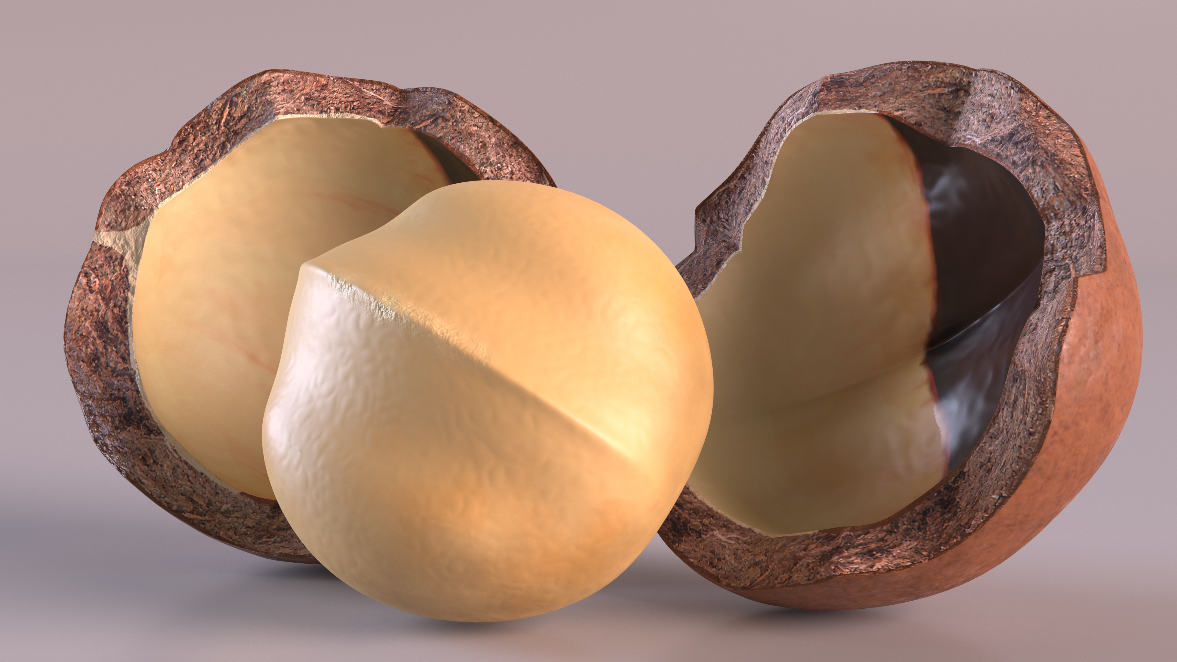 Split Macadamia Nut 3D model