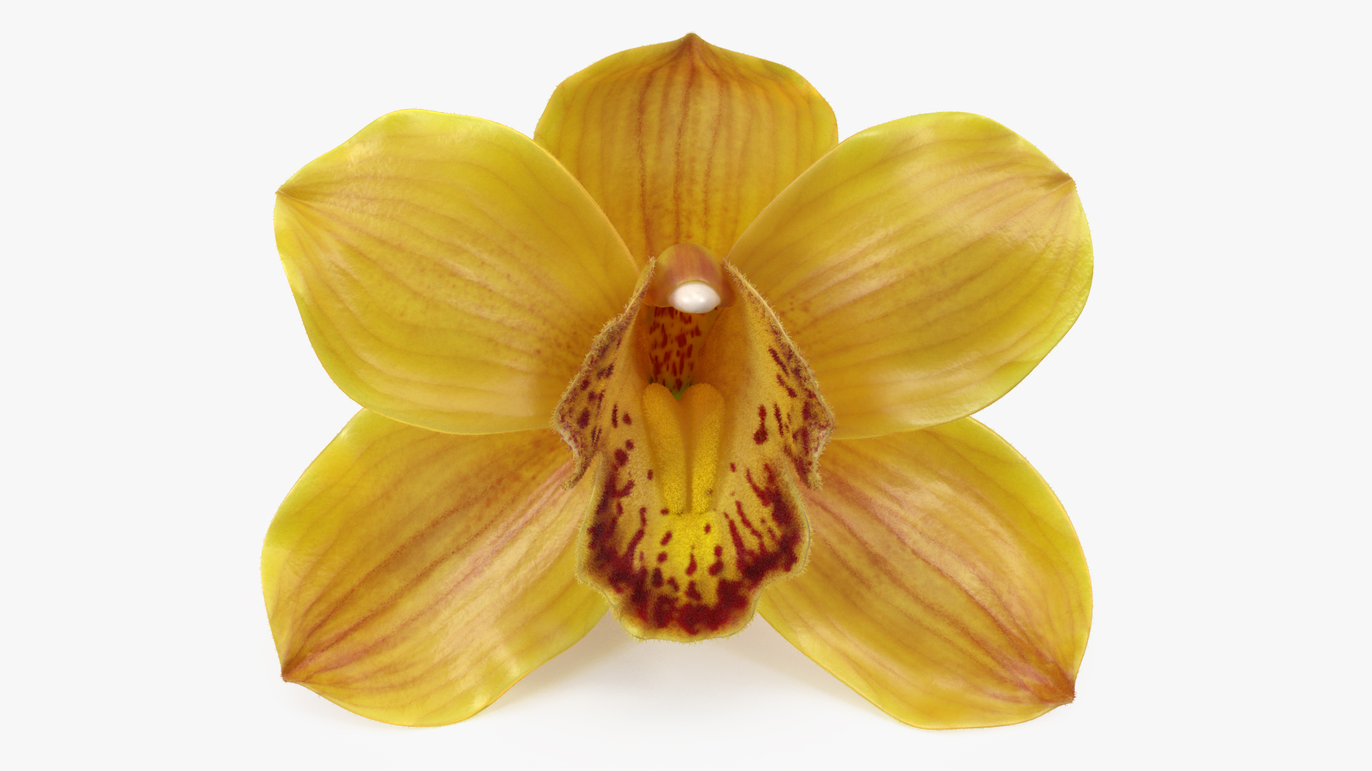 Cymbidium Hybrid Orchid Yellow Fur 3D model
