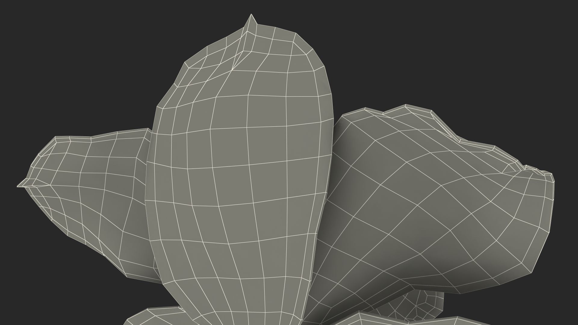 Cymbidium Hybrid Orchid Yellow Fur 3D model