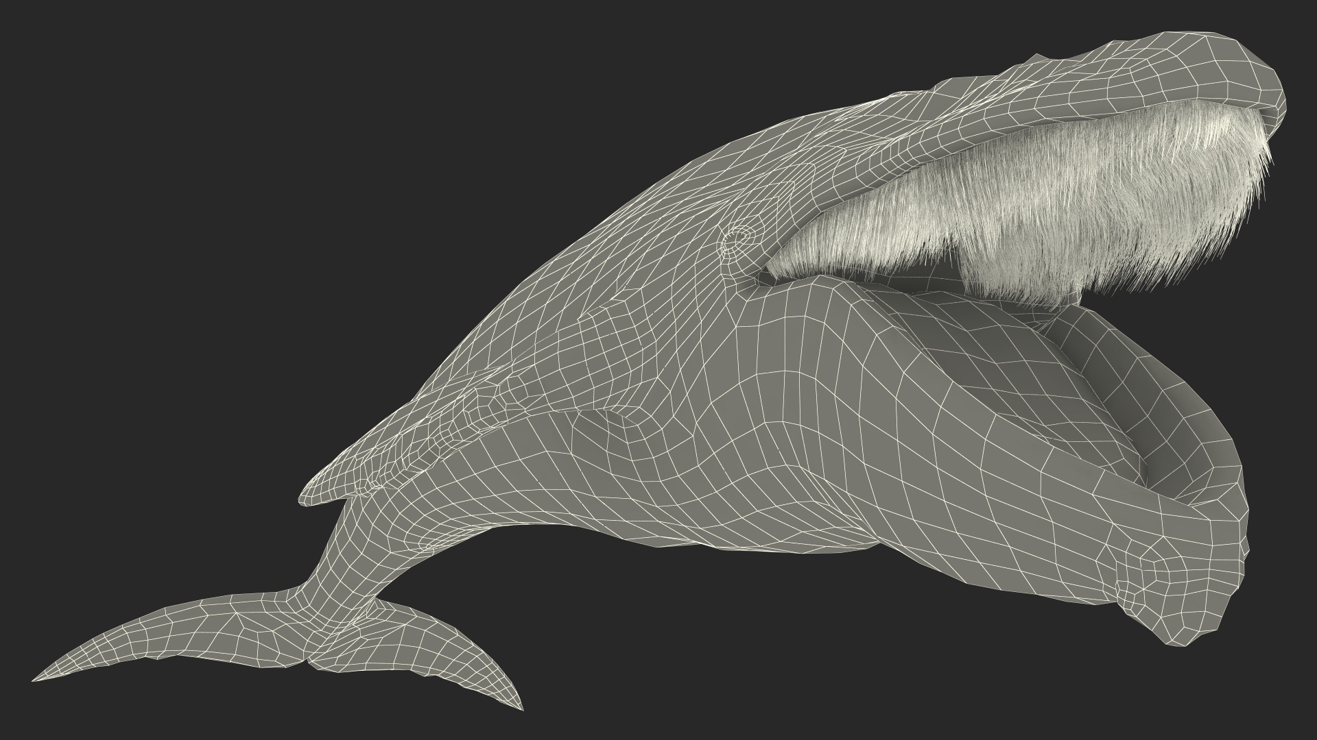Baleen Whale Balaenoptera Musculus Old Fur 3D