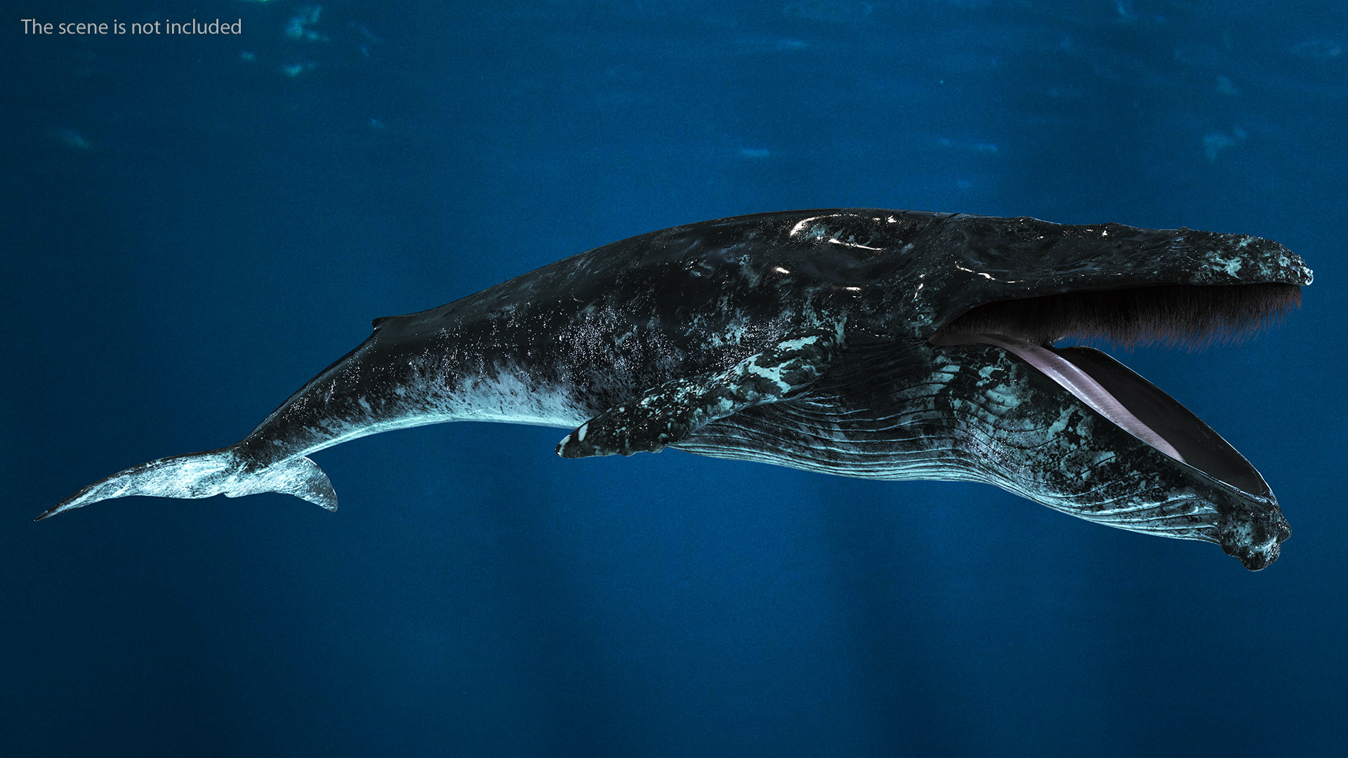 Baleen Whale Balaenoptera Musculus Old Fur 3D