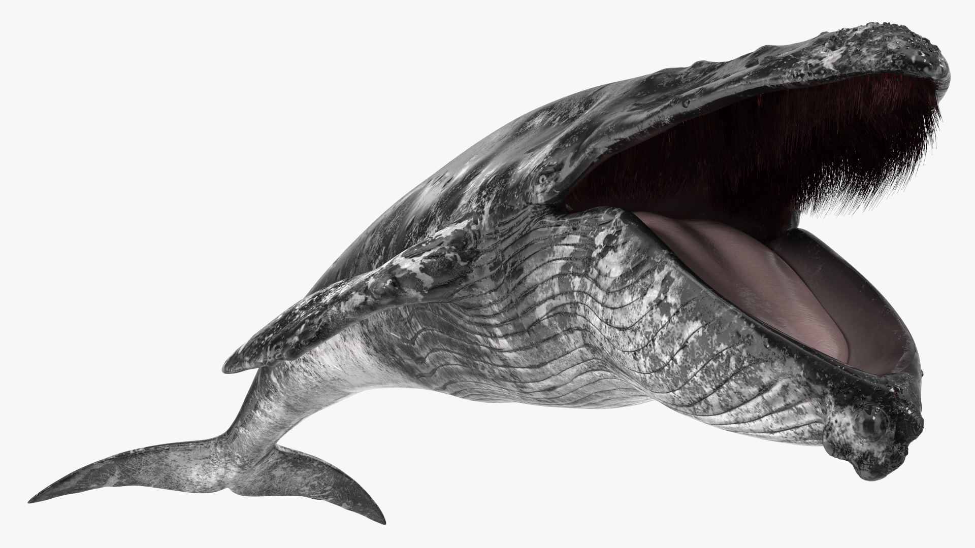 Baleen Whale Balaenoptera Musculus Old Fur 3D