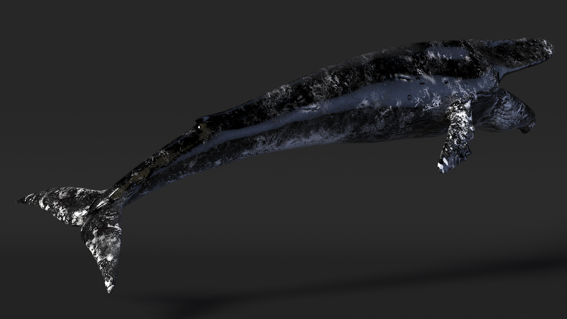 Baleen Whale Balaenoptera Musculus Old Fur 3D