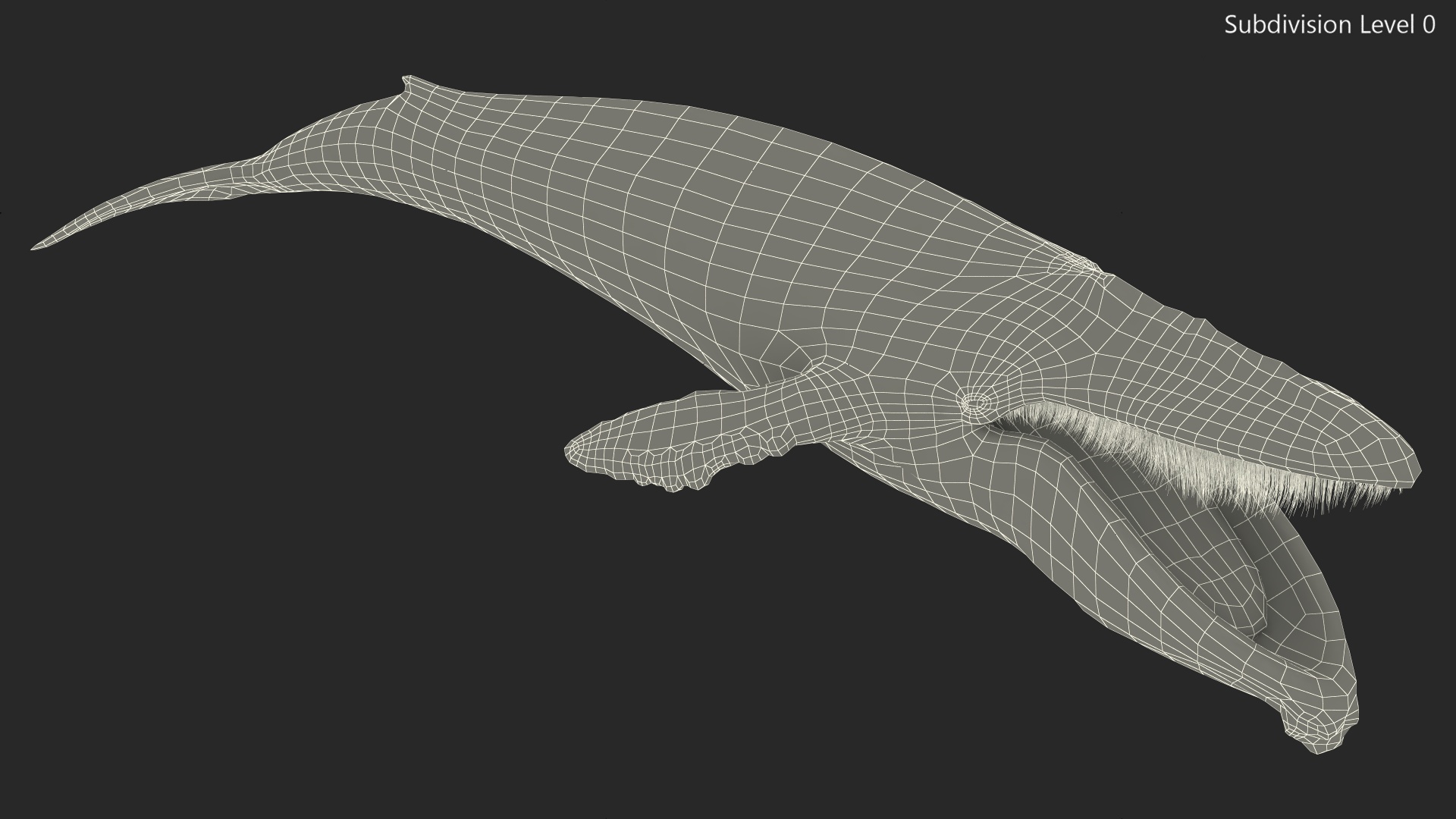 Baleen Whale Balaenoptera Musculus Old Fur 3D