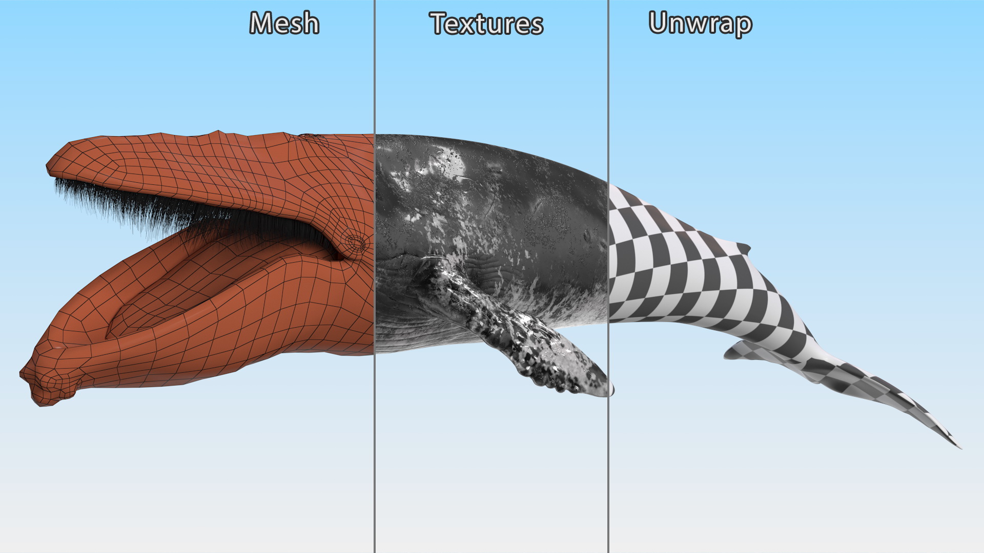 Baleen Whale Balaenoptera Musculus Old Fur 3D