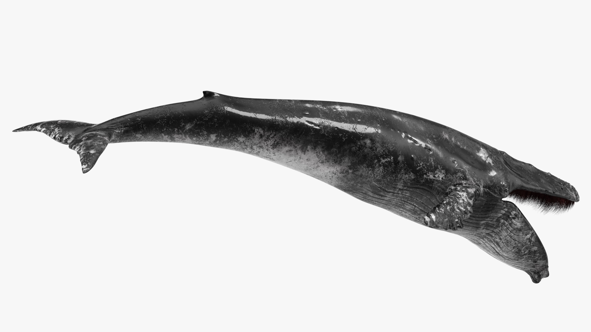 Baleen Whale Balaenoptera Musculus Old Fur 3D