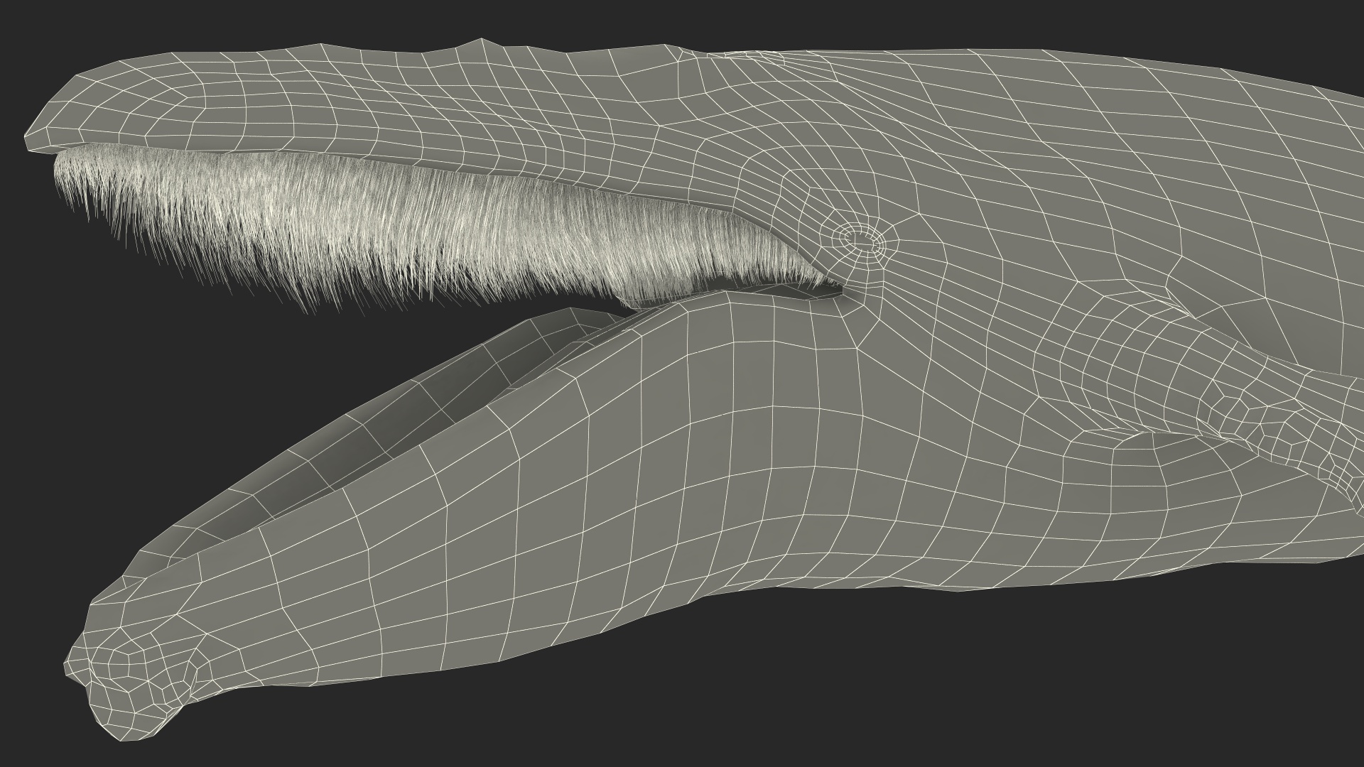 Baleen Whale Balaenoptera Musculus Old Fur 3D